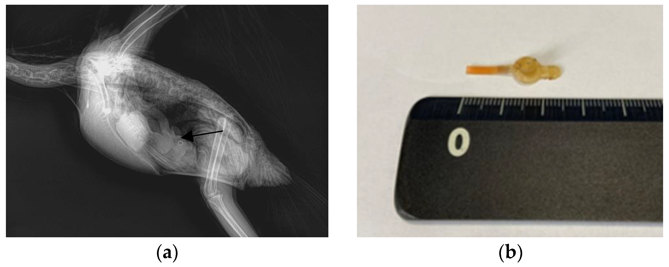 Animals 13 03839 g002 Animals 13 03839 g002