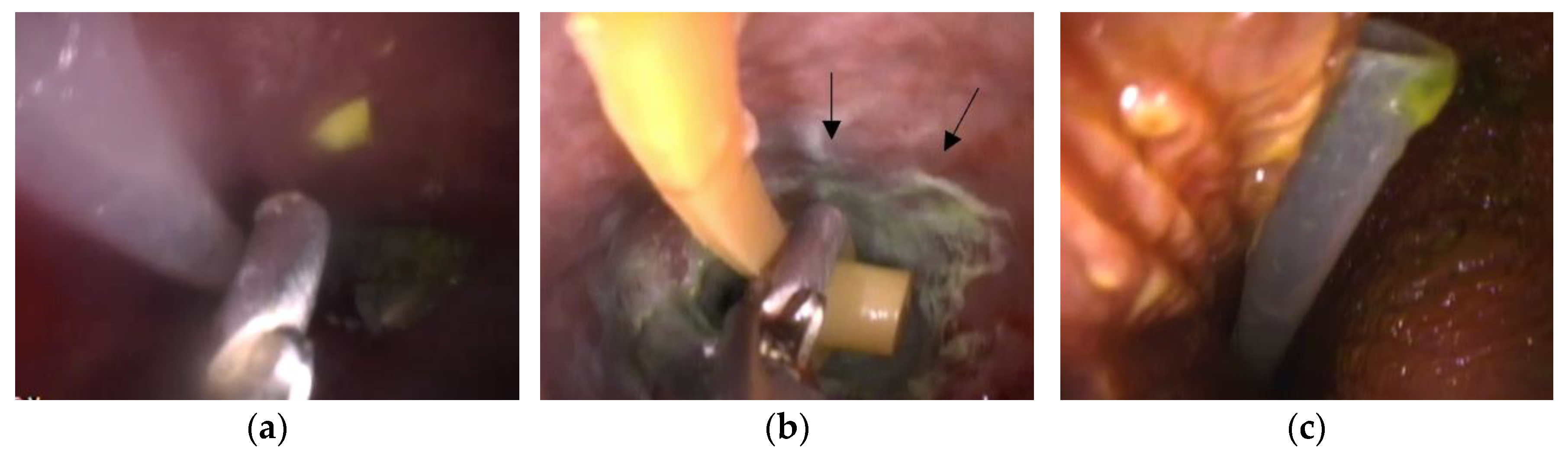 Animals 13 03839 g004 Animals 13 03839 g004