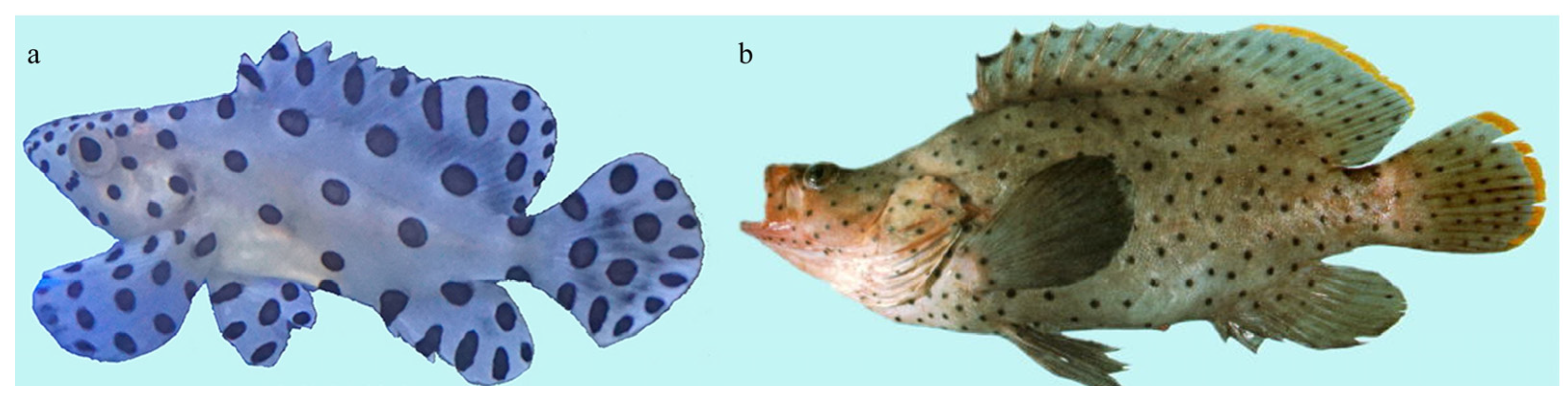 Animals | free full-text | important role of the ihh signaling pathway