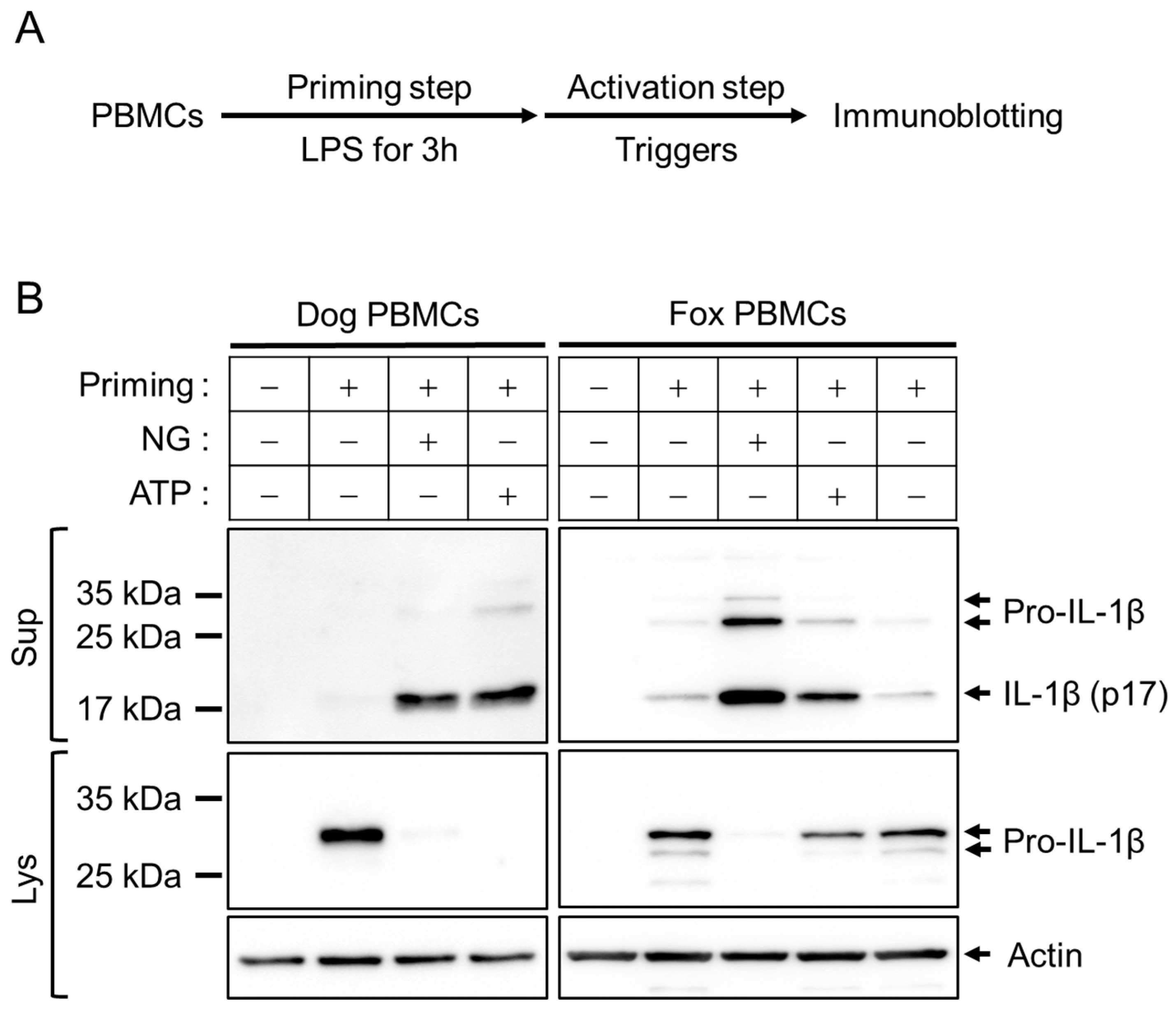Animals 13 03842 g001