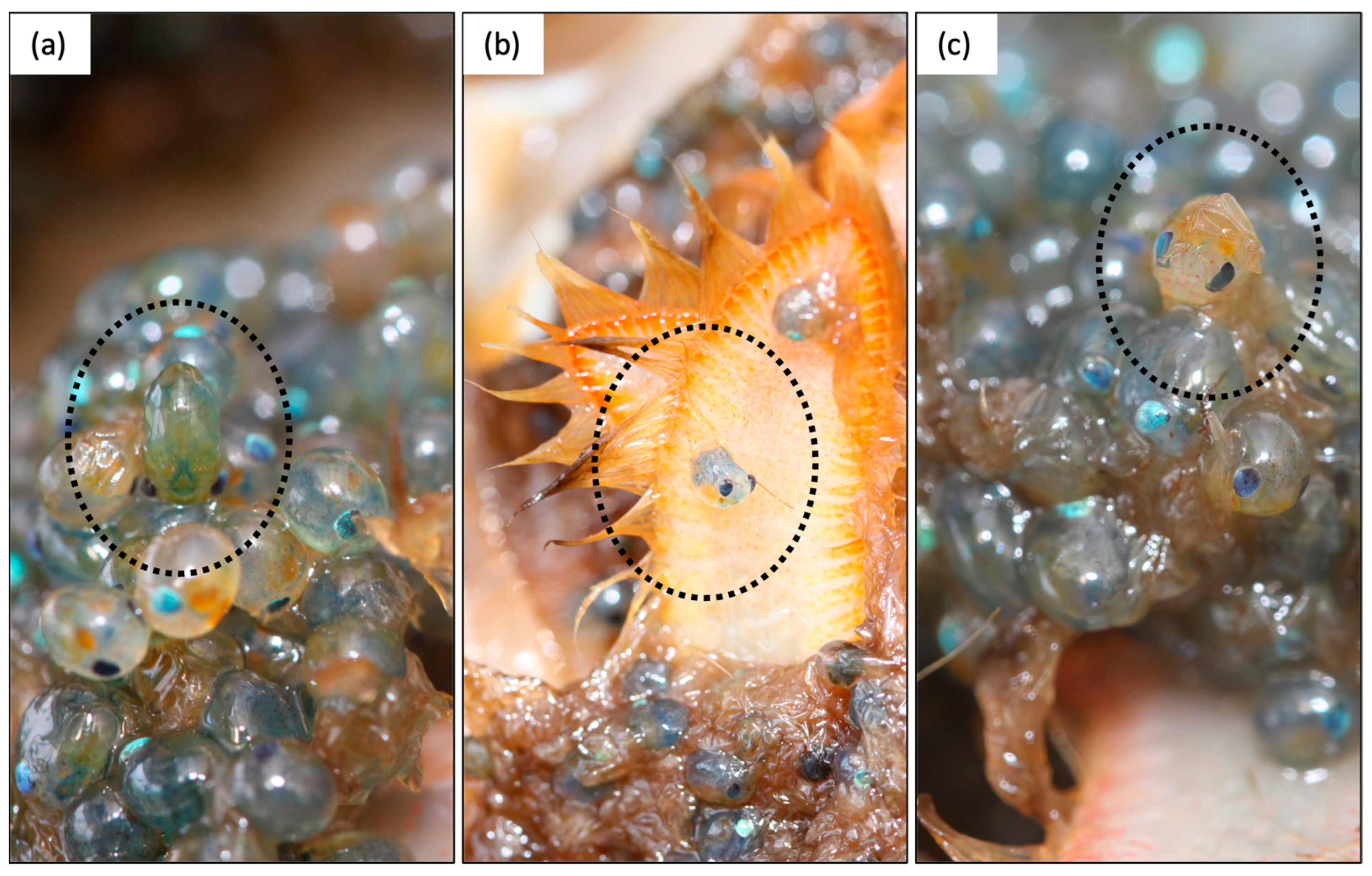 Animals 13 03856 g003