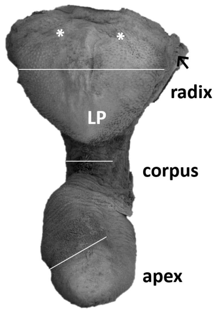 Animals 13 03889 g001