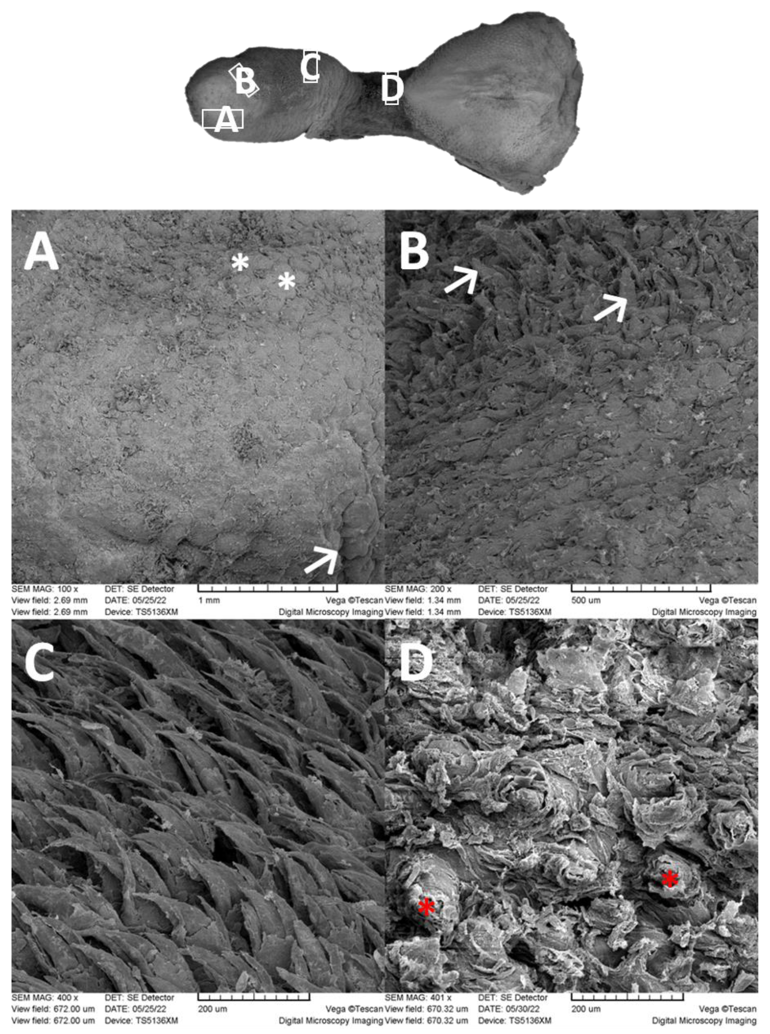 Animals 13 03889 g002