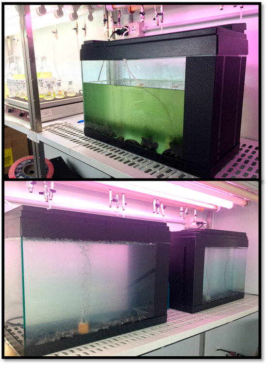 Exposure of Mytilus galloprovincialis to Microplastics