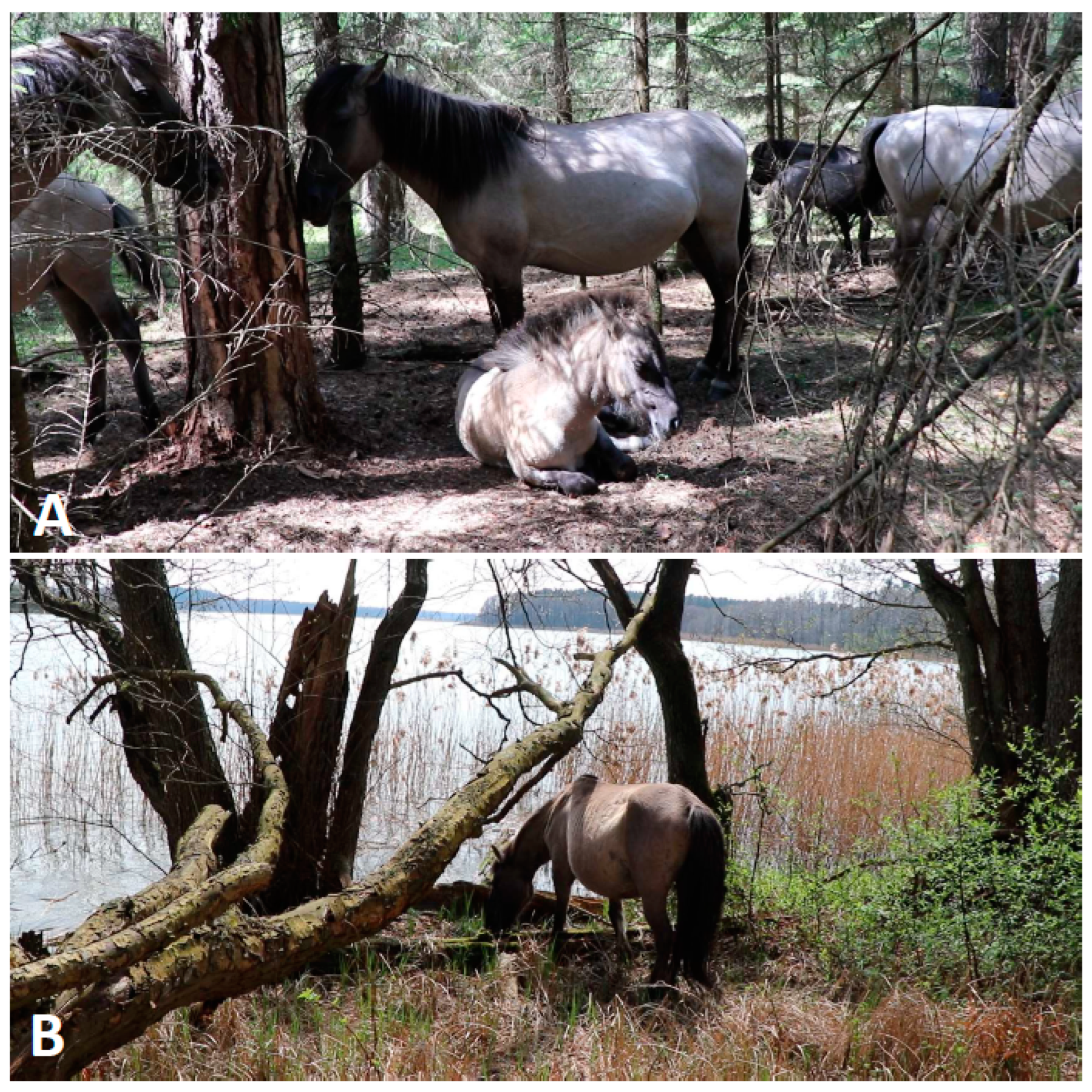 Animals 14 00008 g001