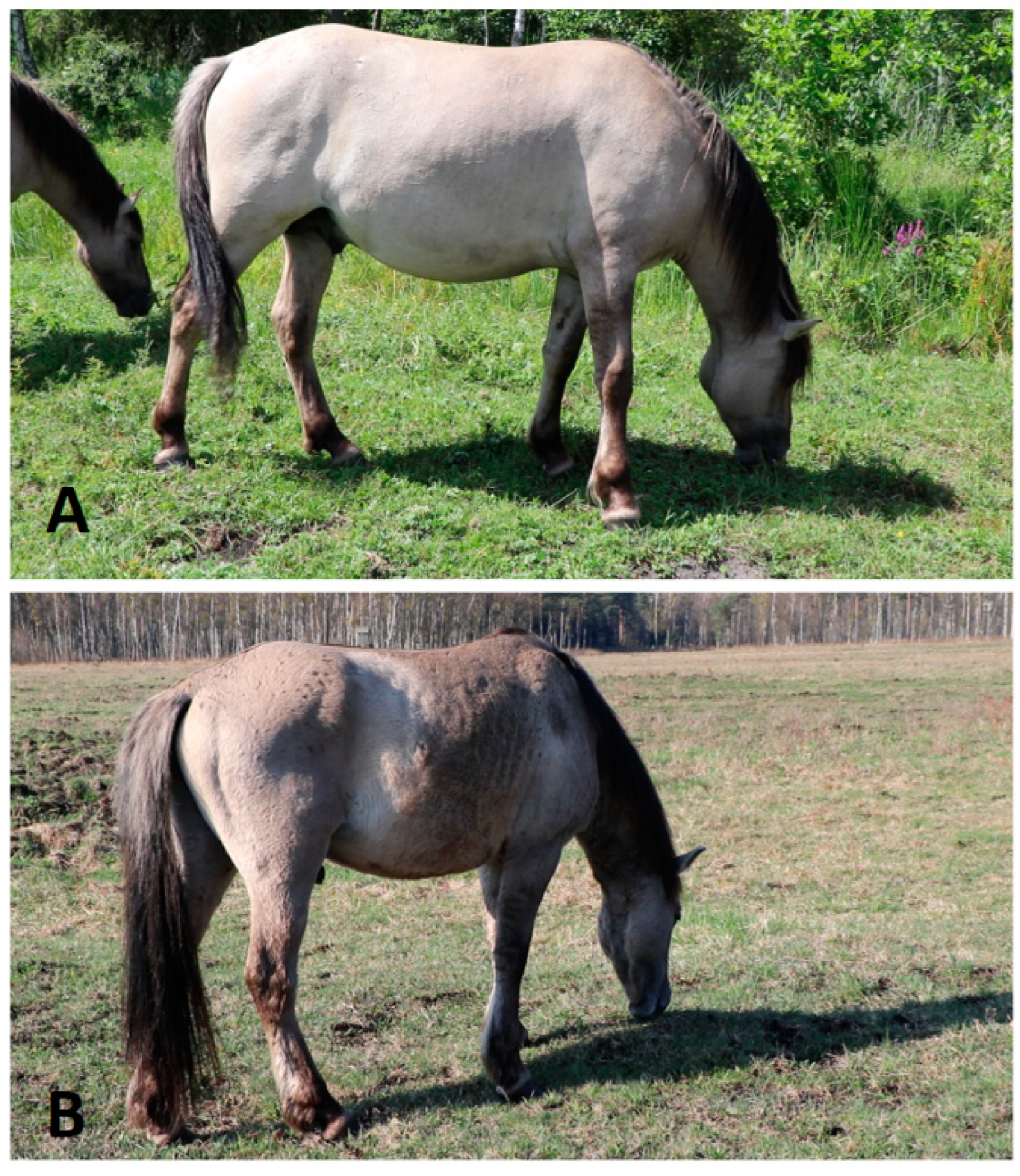 Animals 14 00008 g002