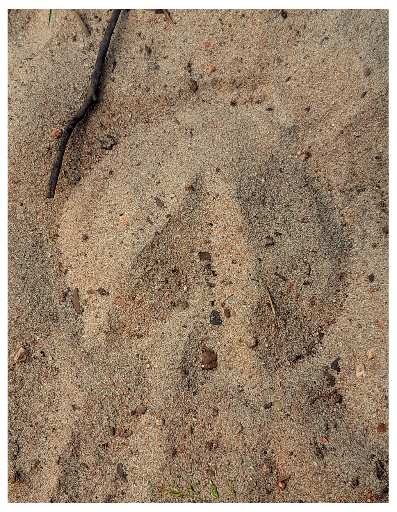 Animals 14 00008 g004