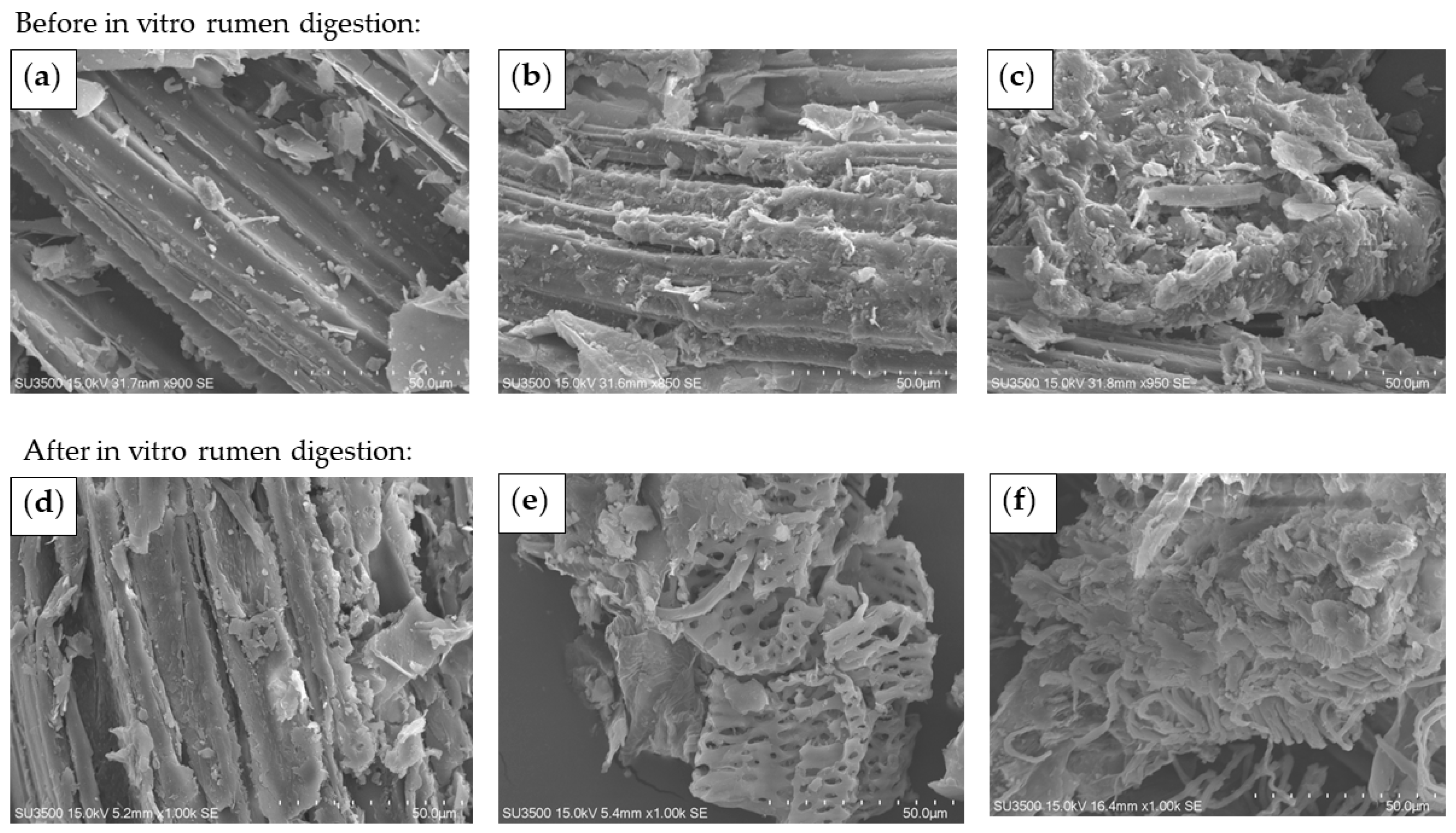 Animals 14 00029 g005 Animals 14 00029 g005