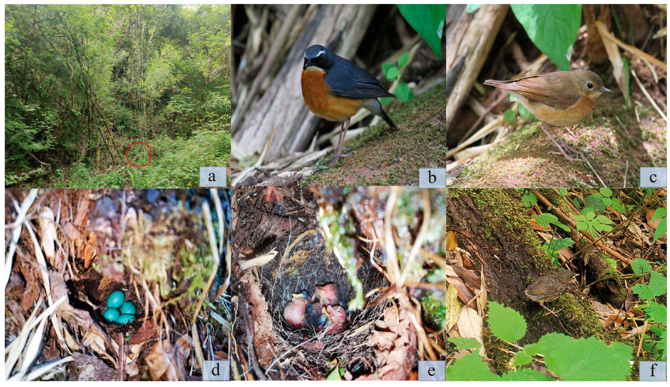 Animals 14 00039 g001