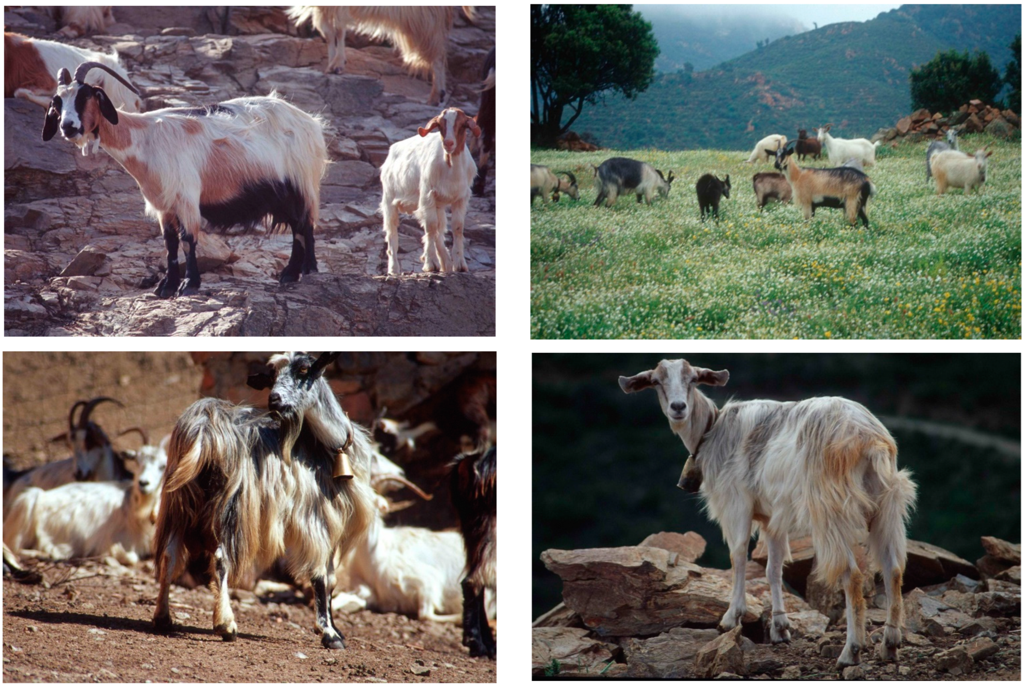 Animals 14 00056 g001 Animals 14 00056 g001