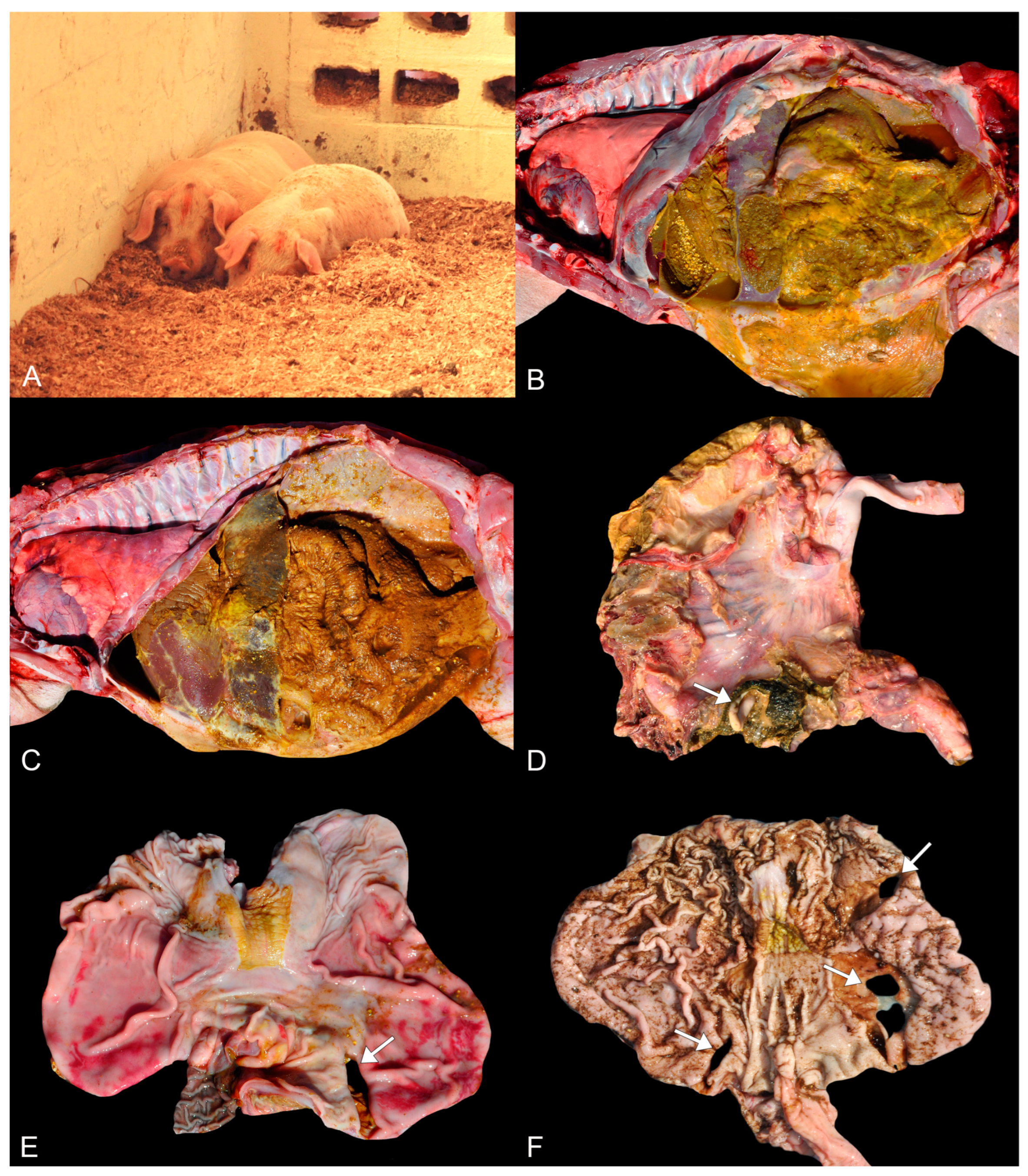 Animals 14 00063 g001