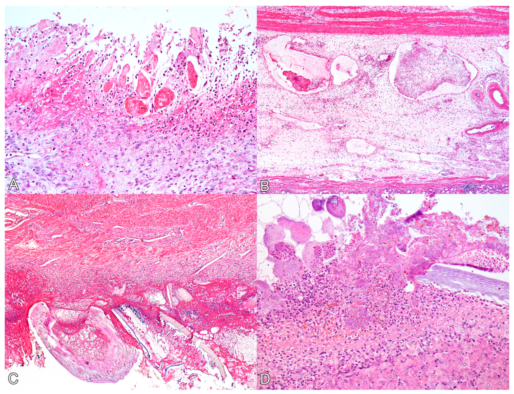 Animals 14 00063 g002