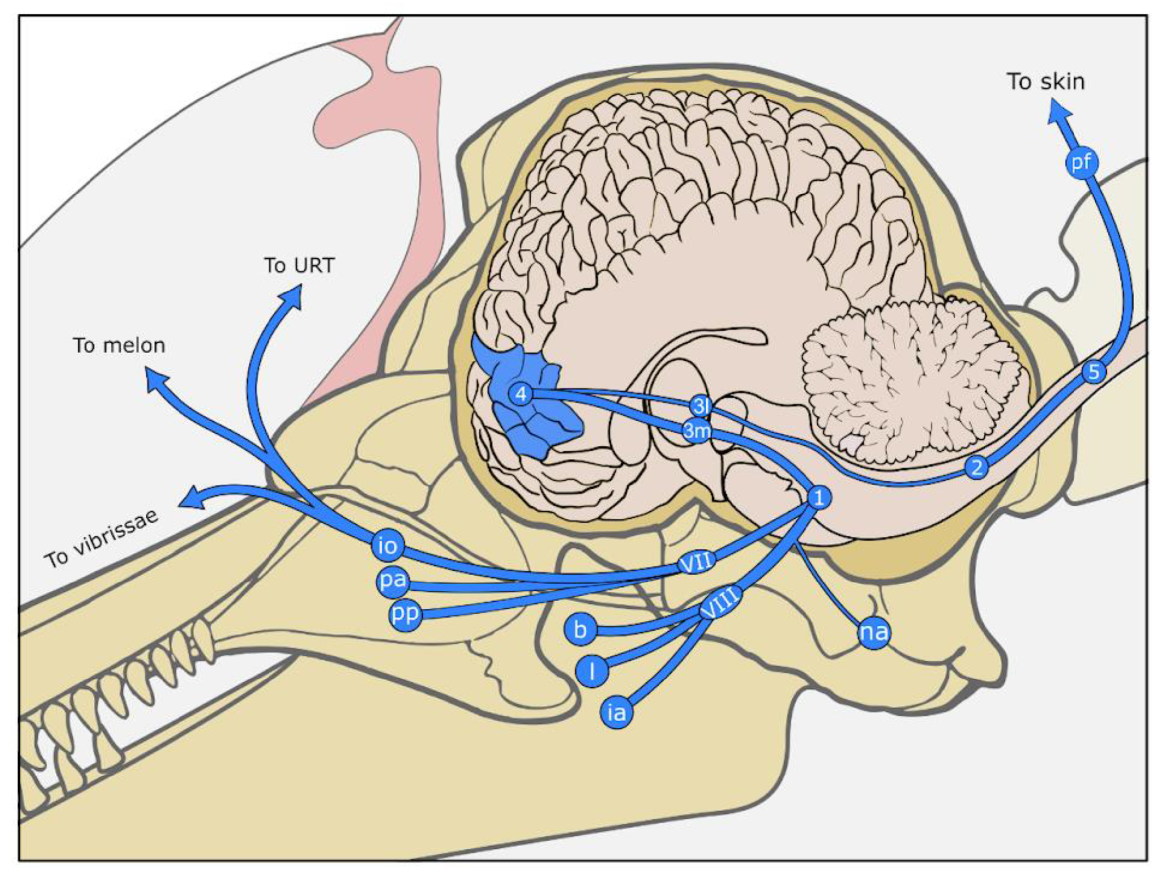 Animals 14 00066 g003a Animals 14 00066 g003a
