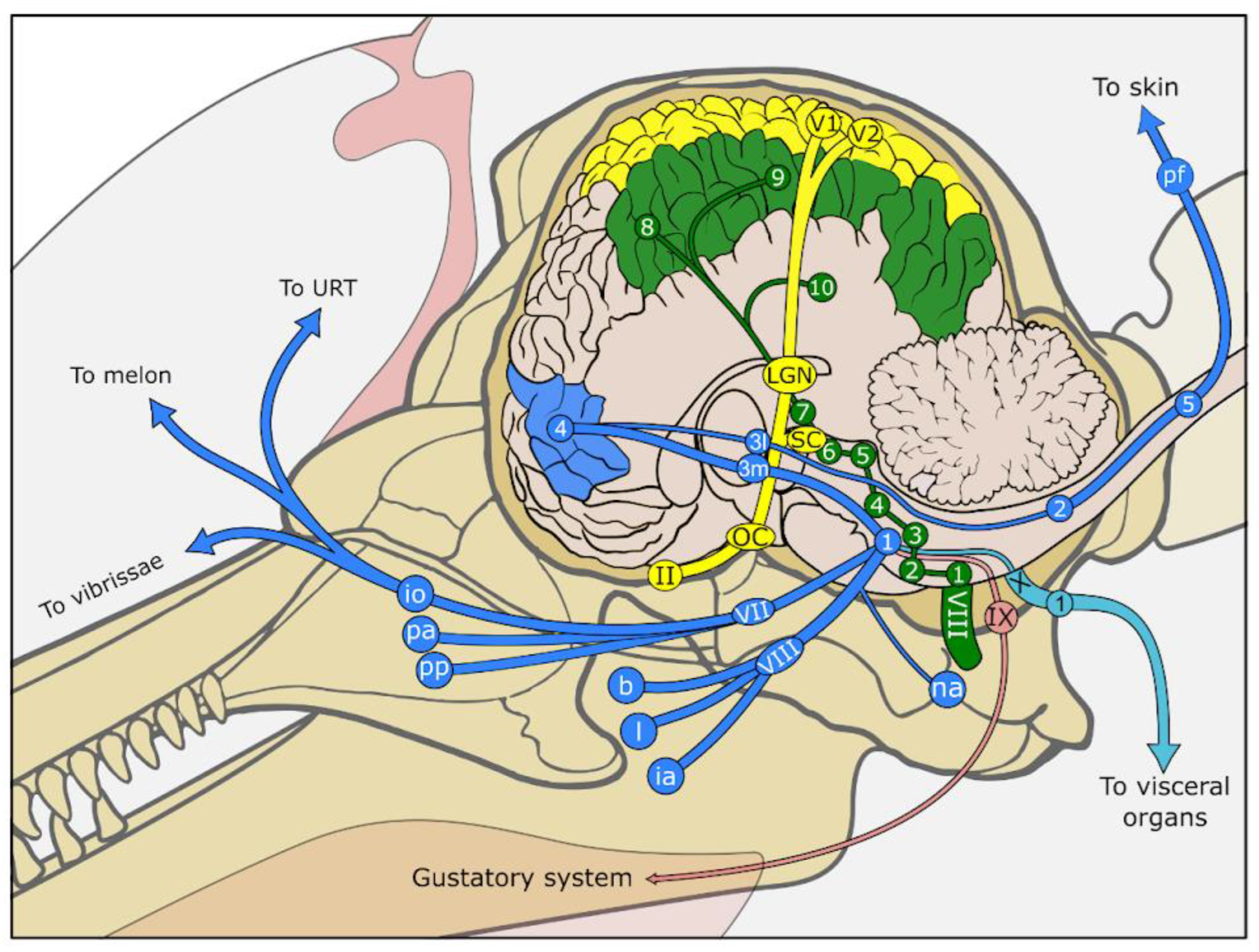 The functional anatomy of elephant trunk whiskers