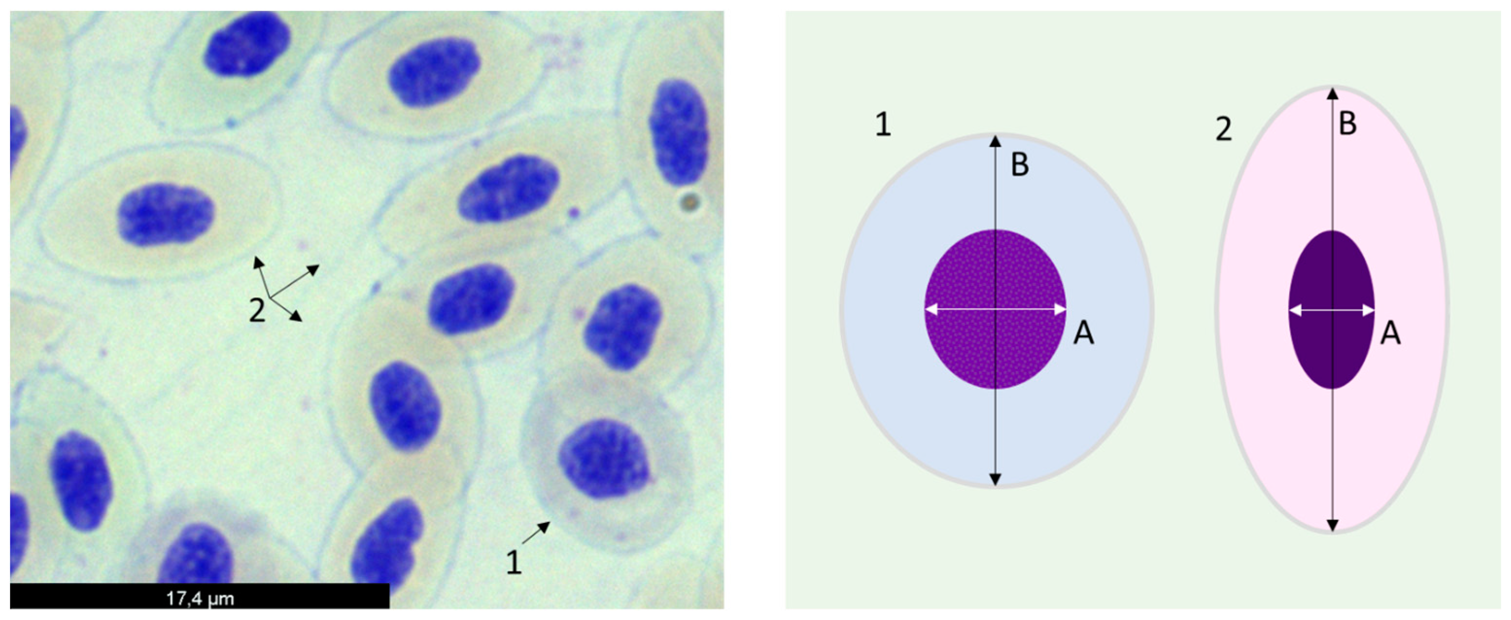 Animals 14 00093 g001