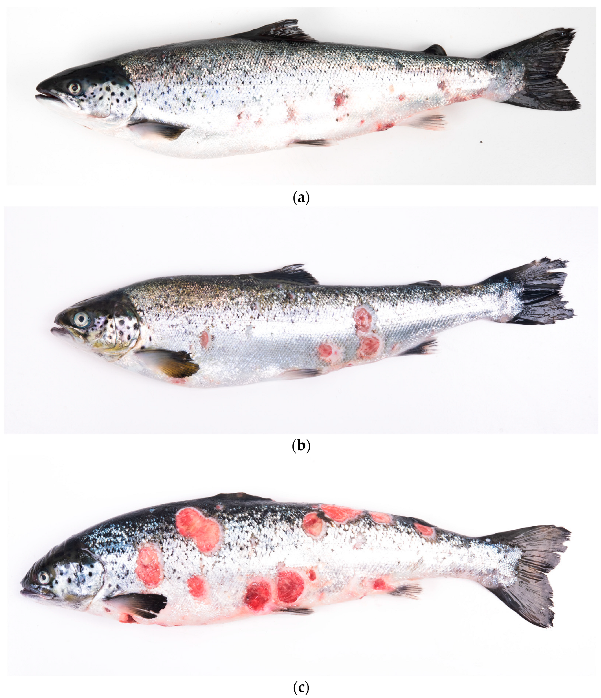 Animals 14 00097 g001