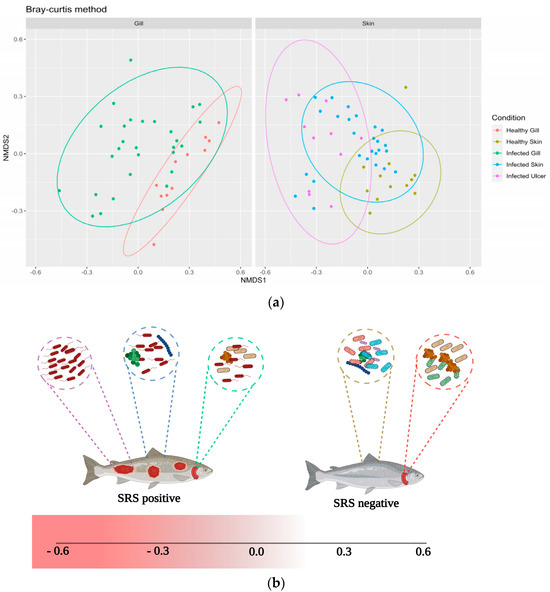 Salmo salar Skin and Gill Microbiome during Piscirickettsia salmonis Infection