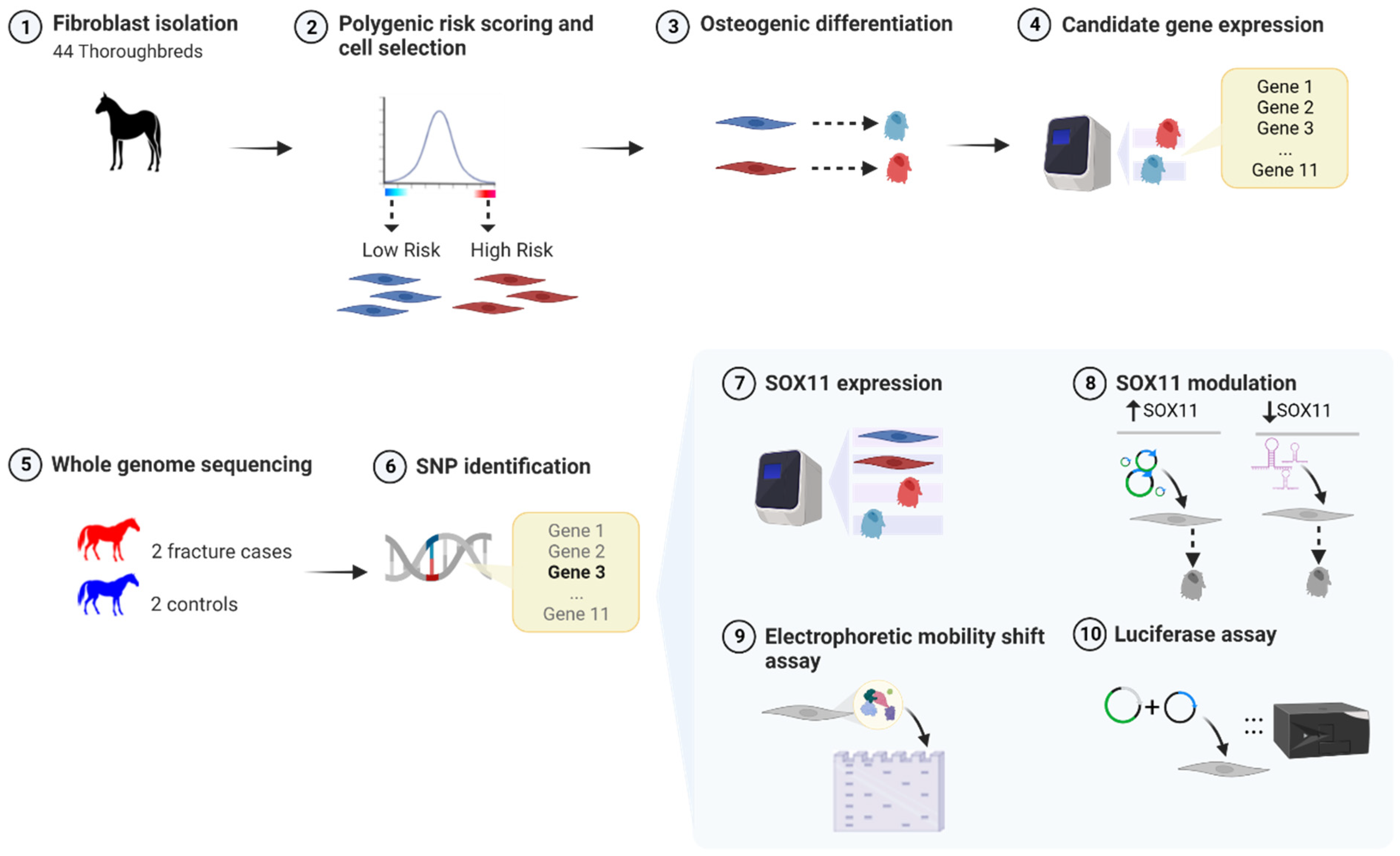 Animals 14 00116 g001 Animals 14 00116 g001