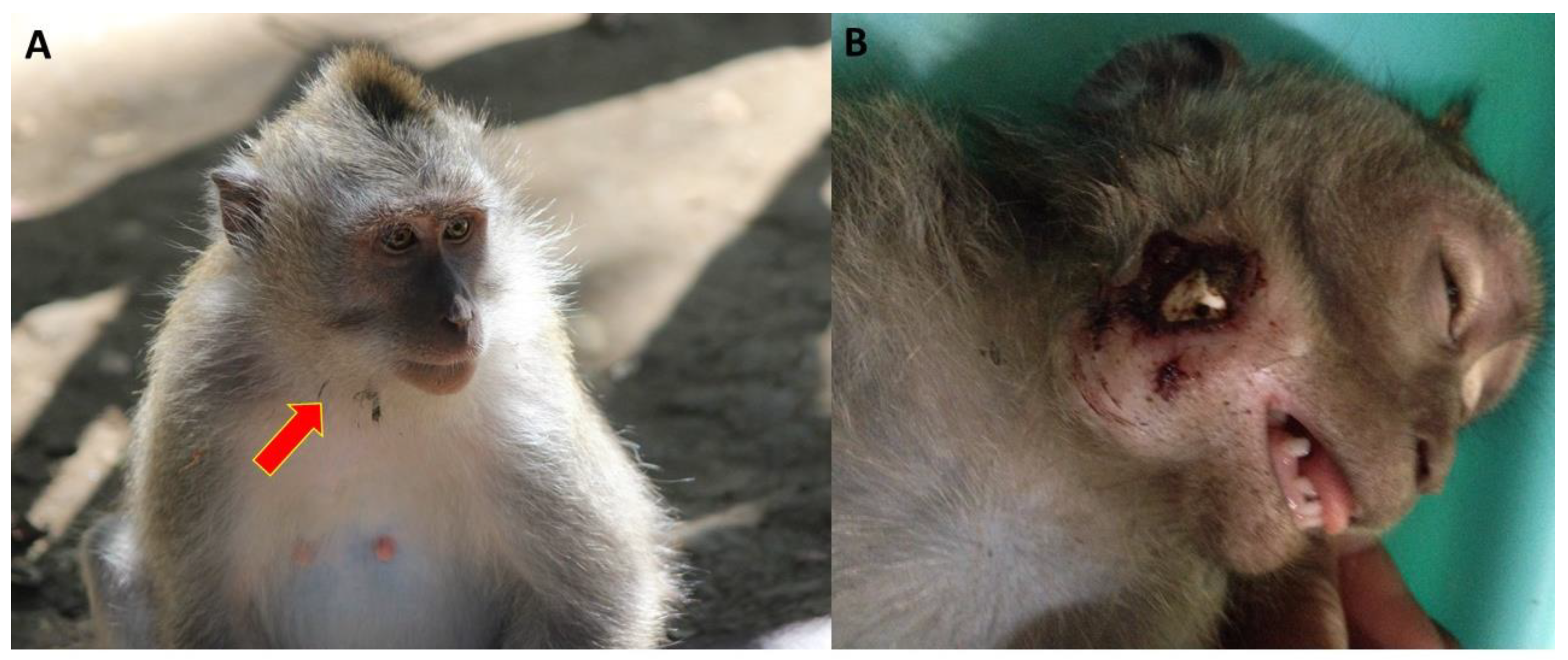 Animals 14 00117 g005 Animals 14 00117 g005