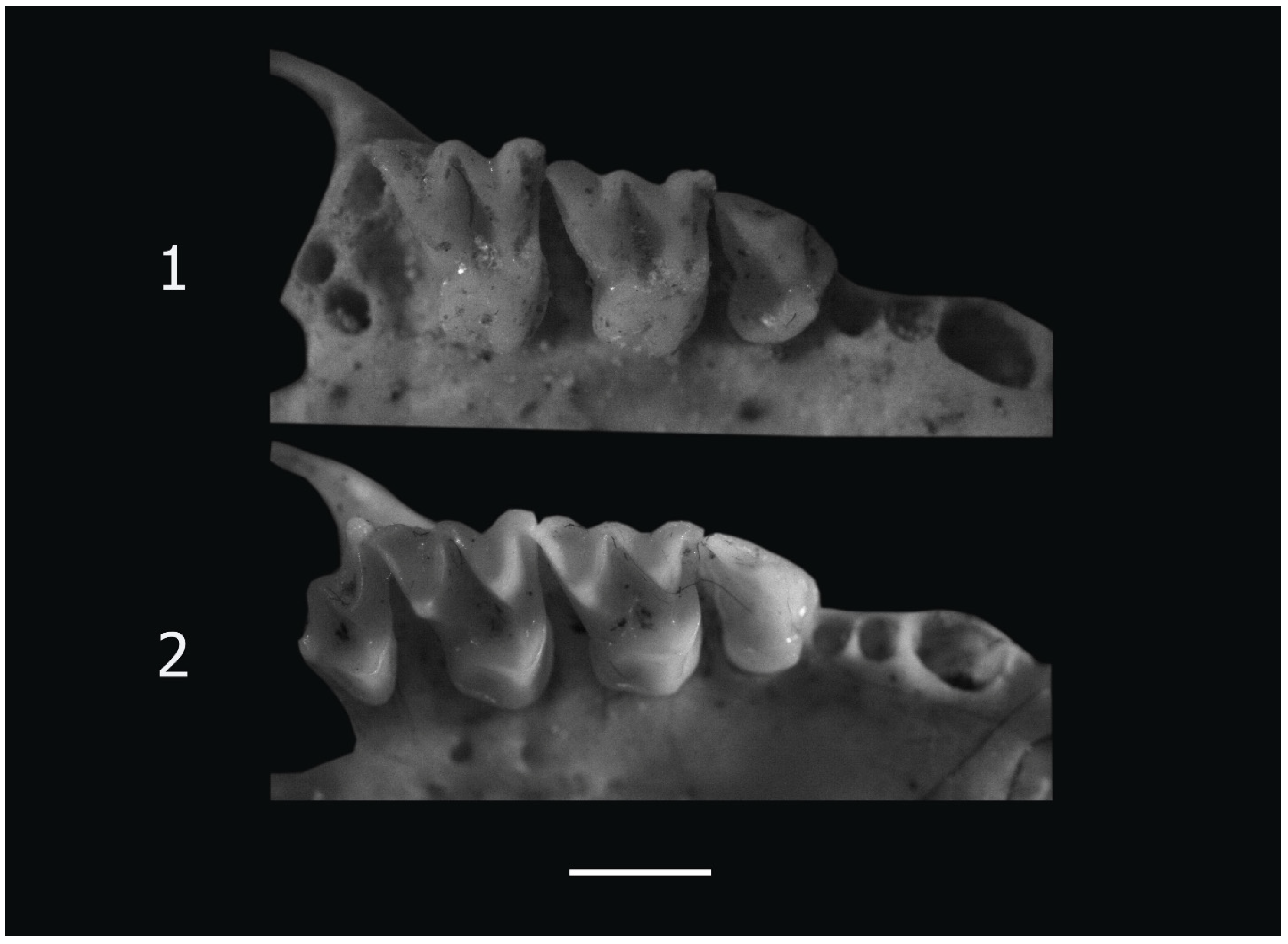 Animals 14 00126 g003 Animals 14 00126 g003