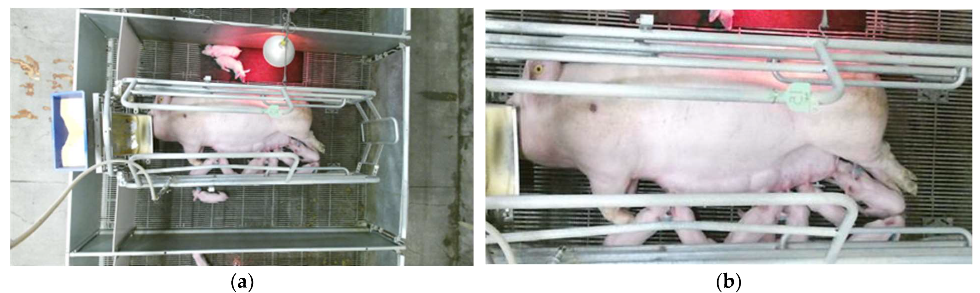 Animals 14 00131 g003