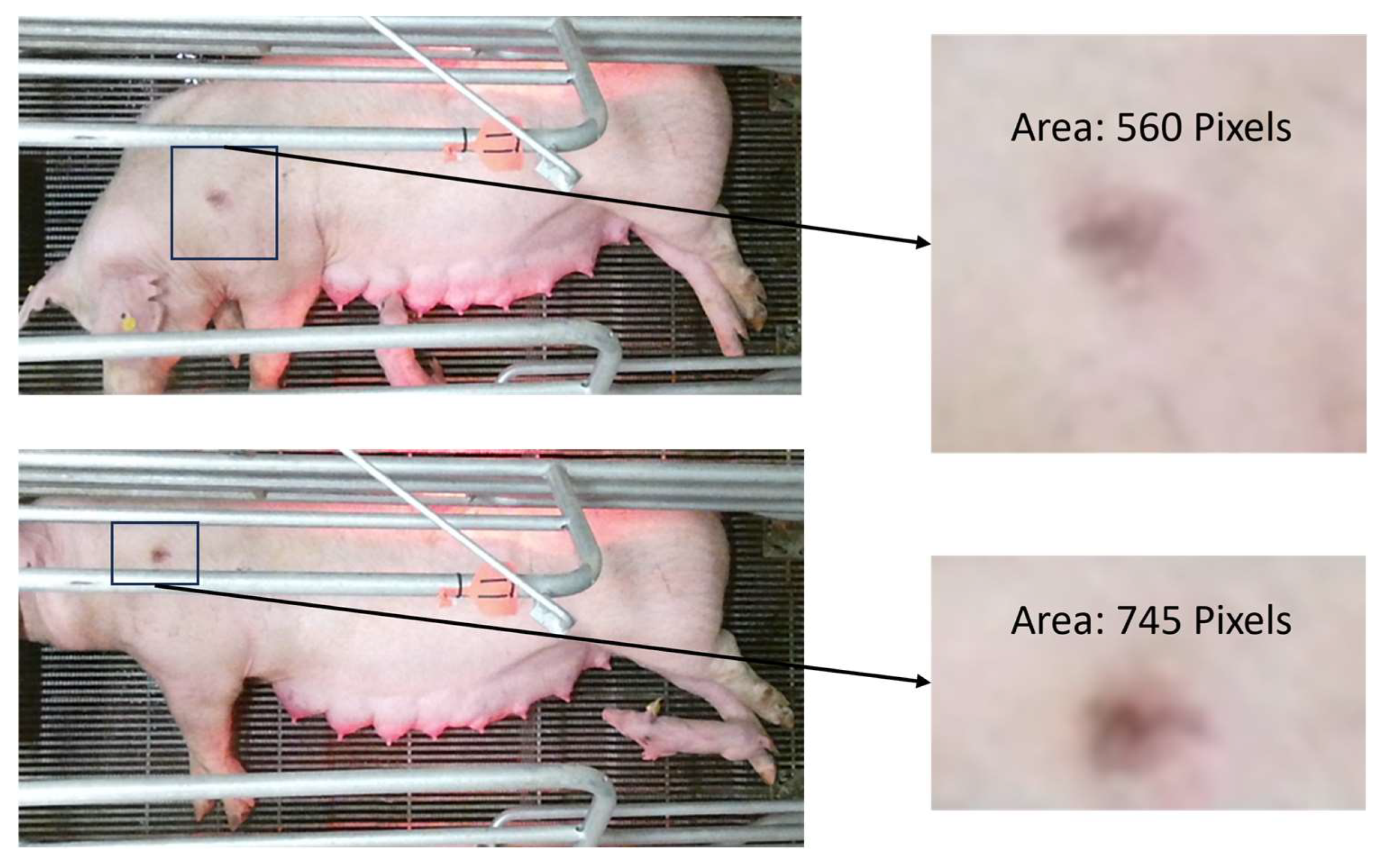 Animals 14 00131 g008