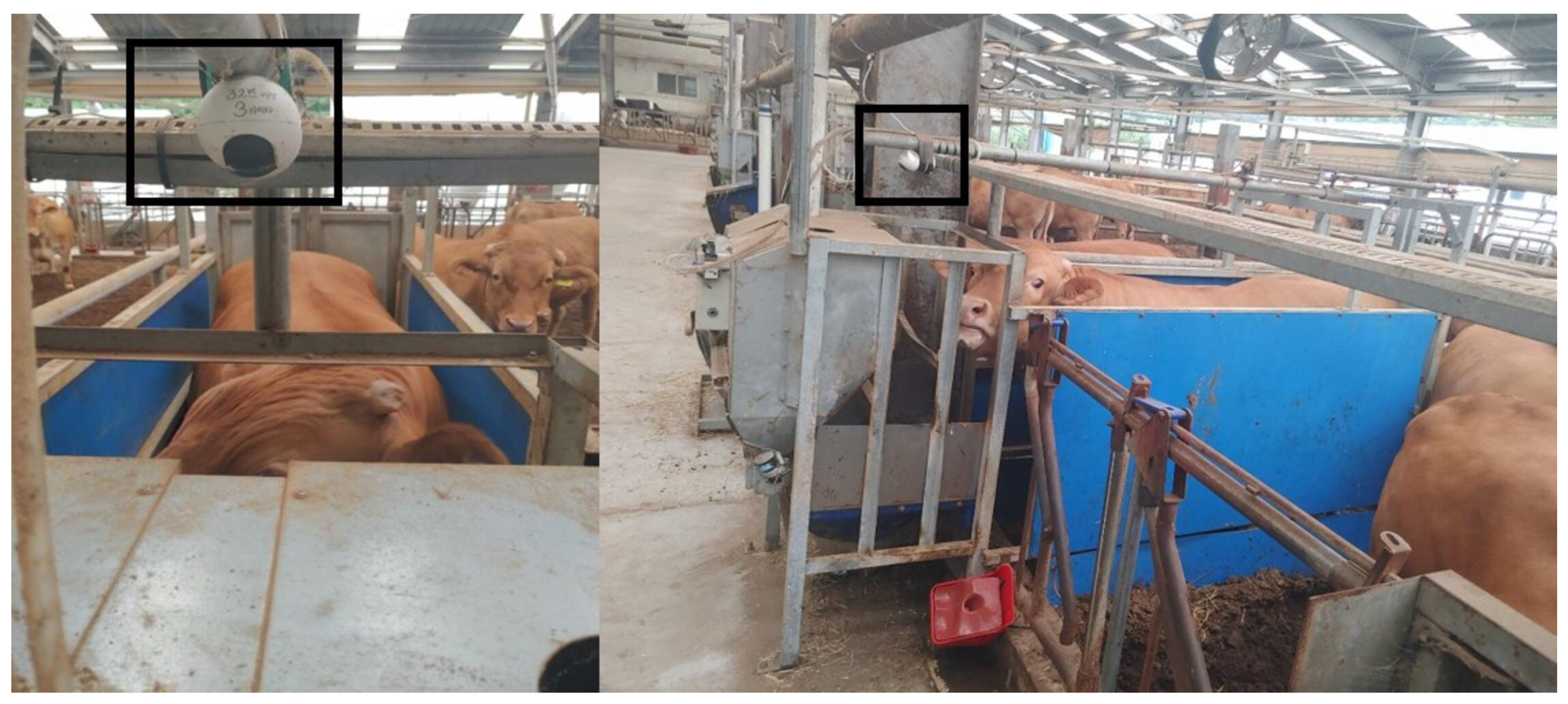 Animals 14 00141 g002