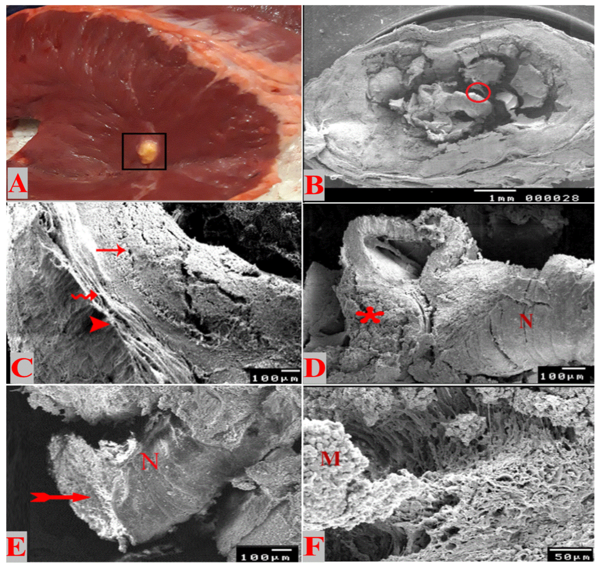 Animals 14 00158 g001 Animals 14 00158 g001