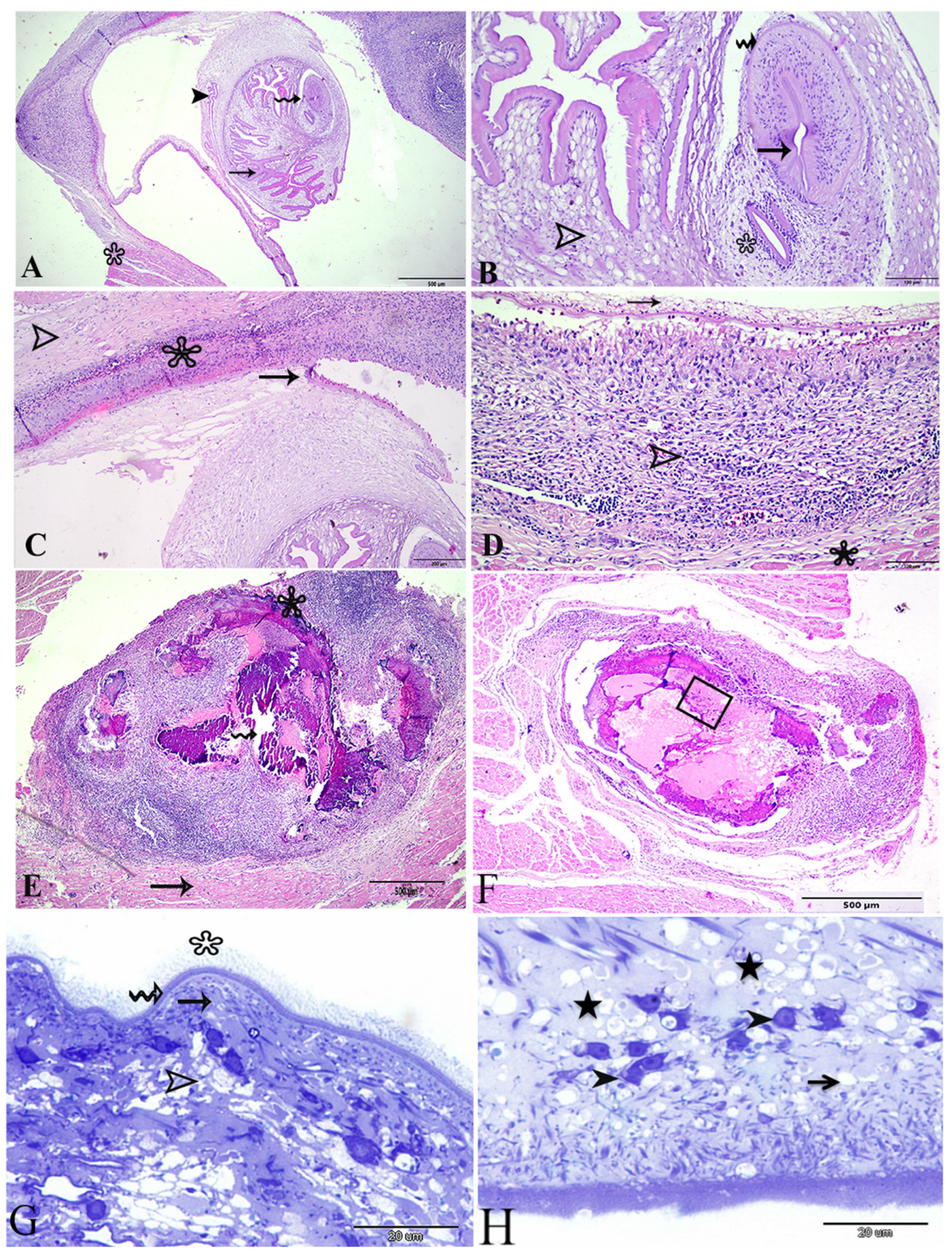 Animals 14 00158 g002 Animals 14 00158 g002