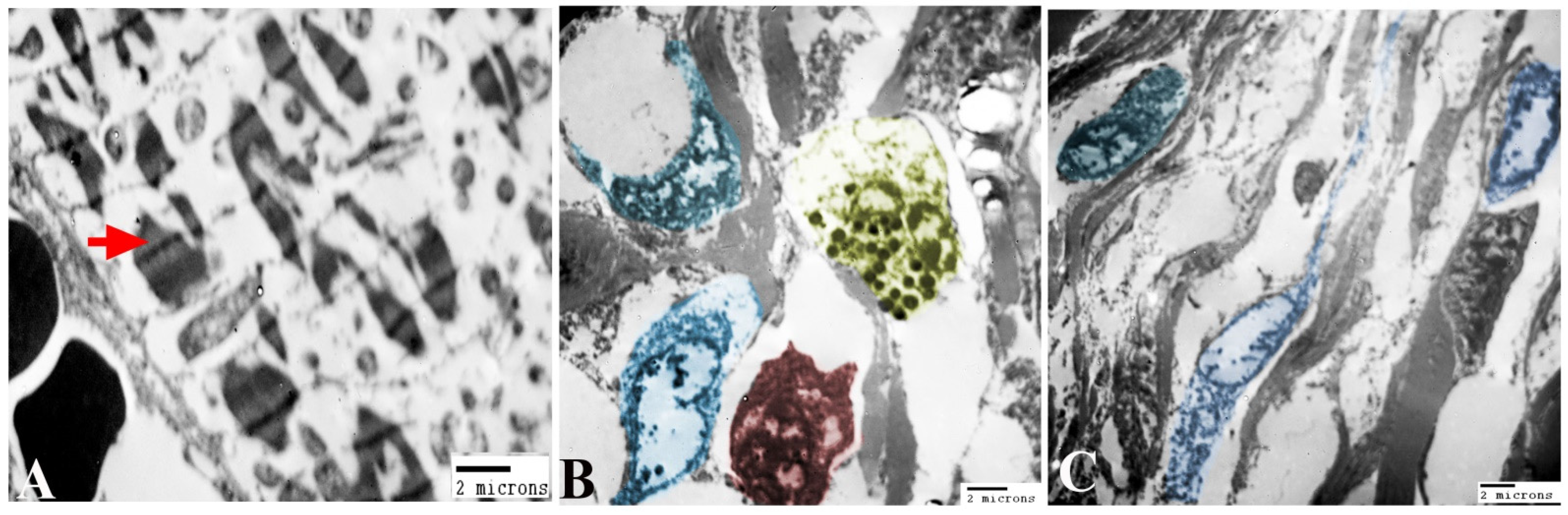 Animals 14 00158 g005 Animals 14 00158 g005