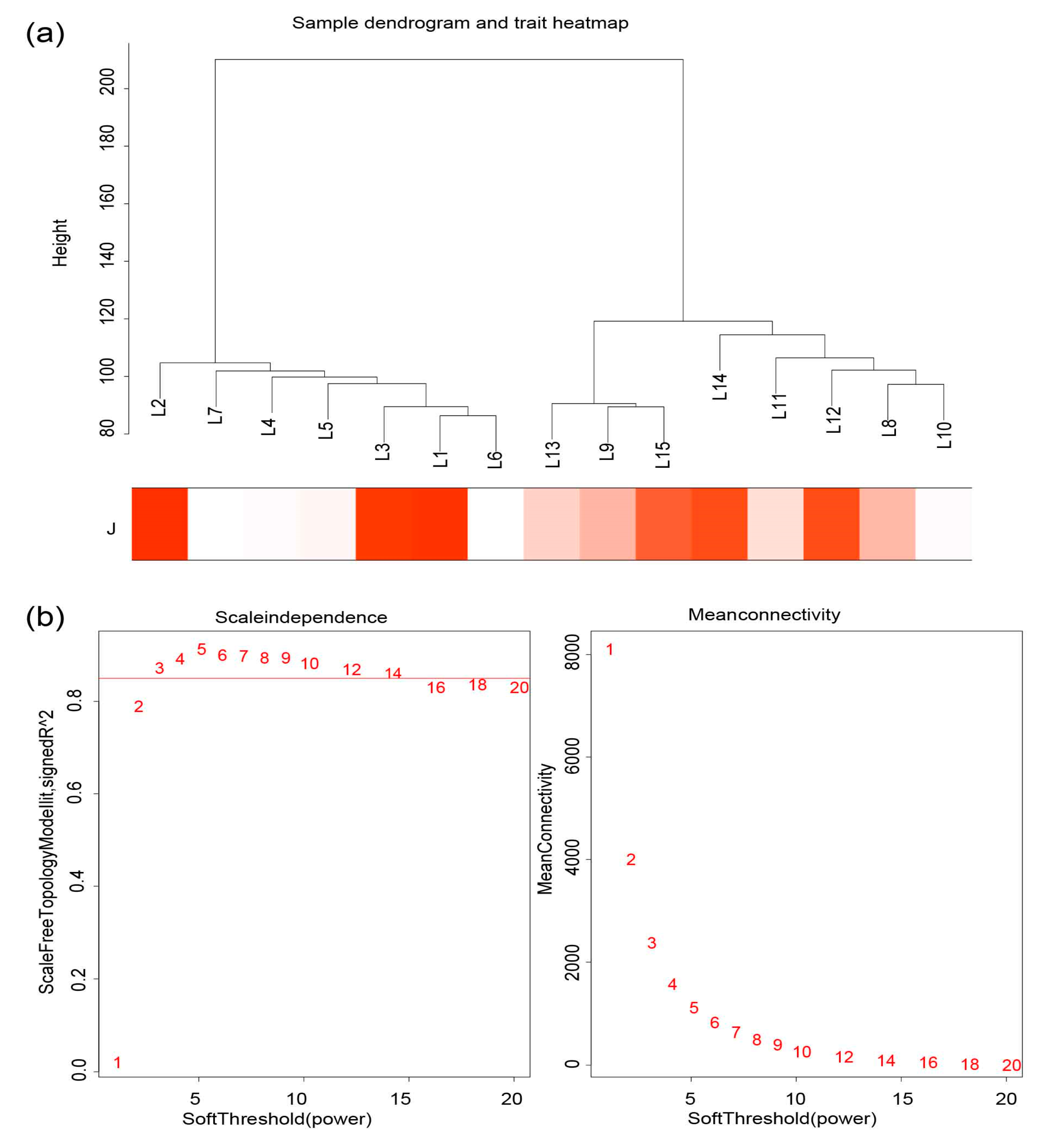 Transcriptome and Weighted Gene Co-Expression Network