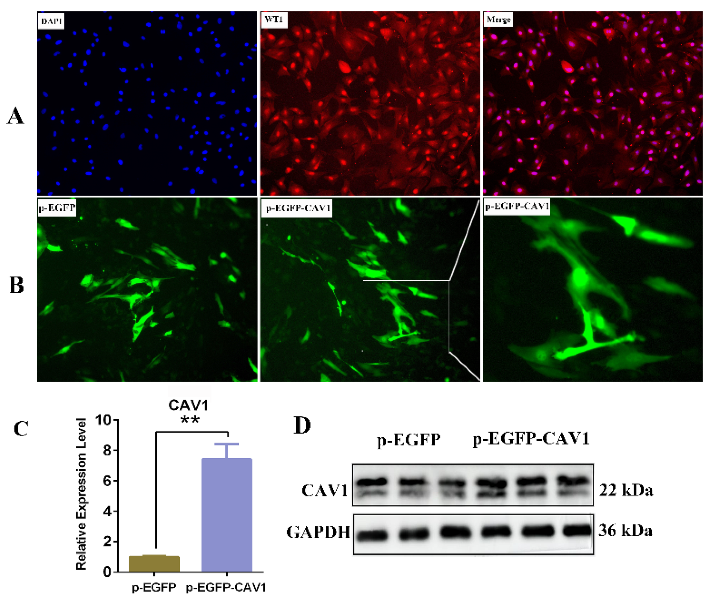 Animals 14 00183 g005