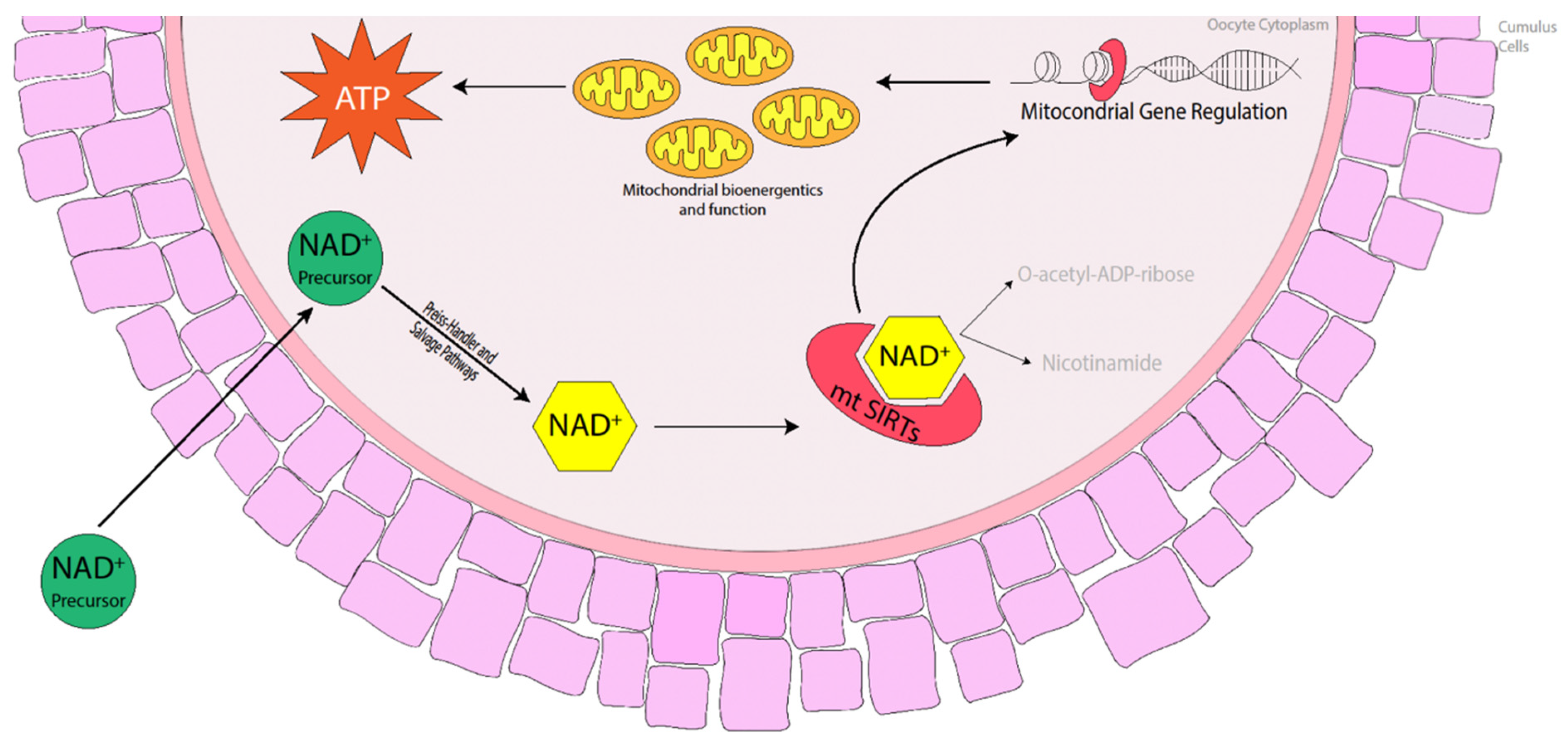 Animals 14 00193 g002 Animals 14 00193 g002
