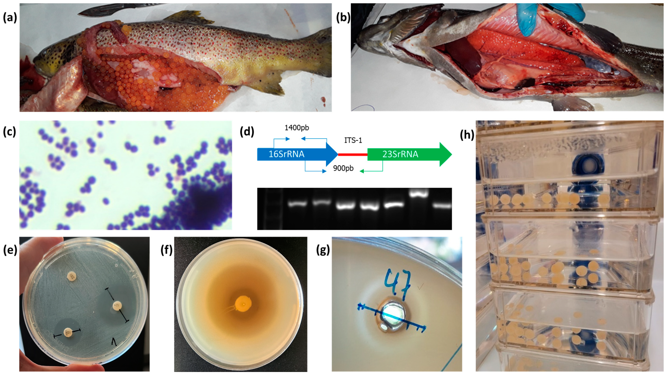 Animals 14 00200 g001