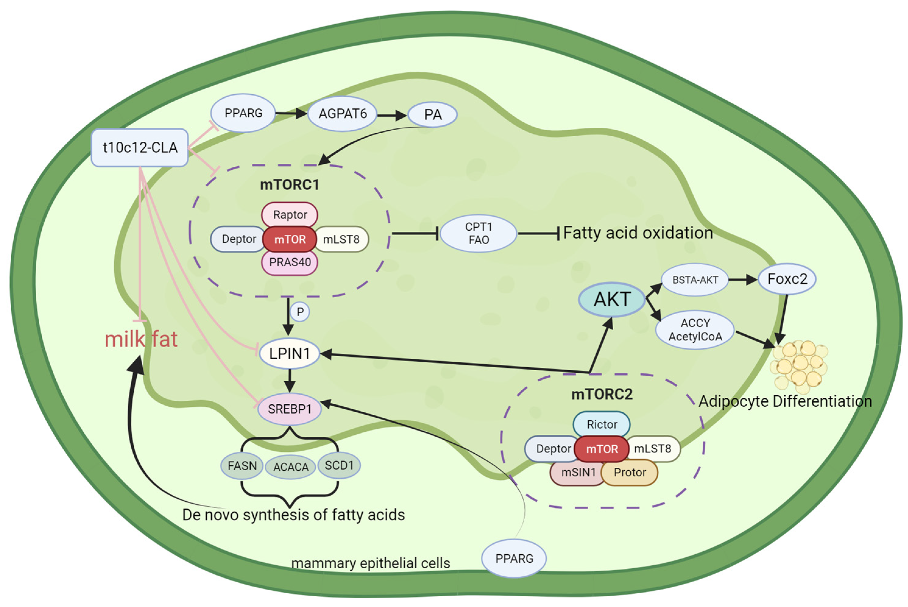 Animals 14 00204 g001
