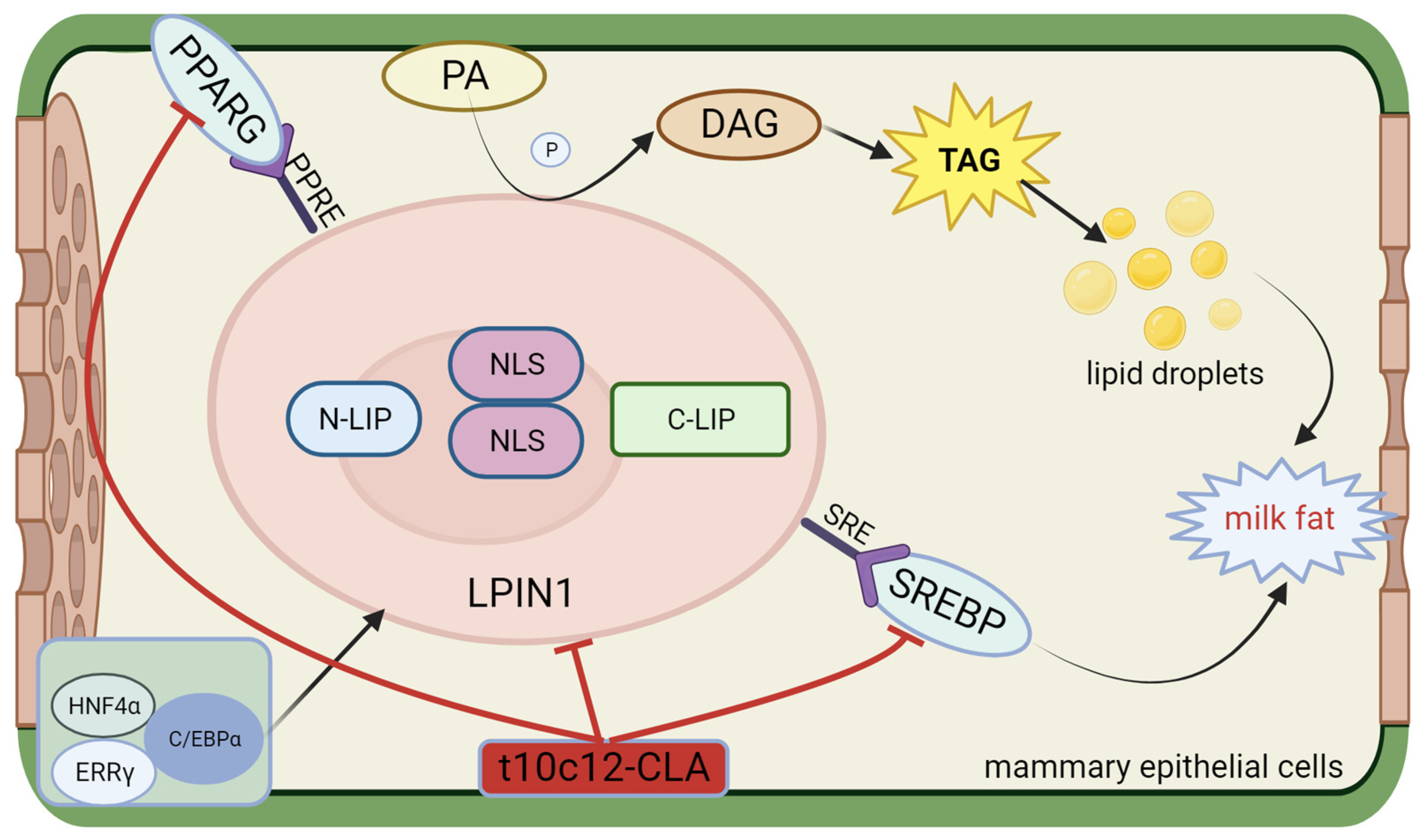 Animals 14 00204 g005