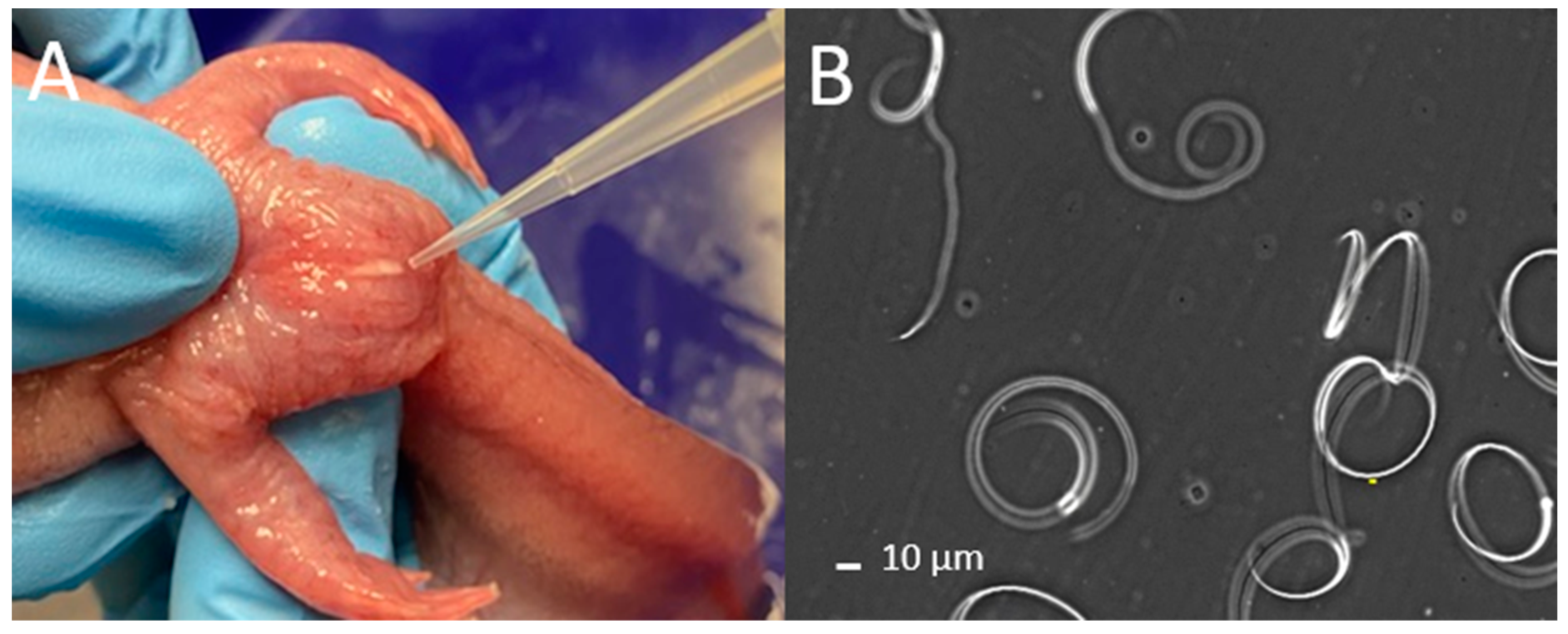 Animals 14 00206 g001