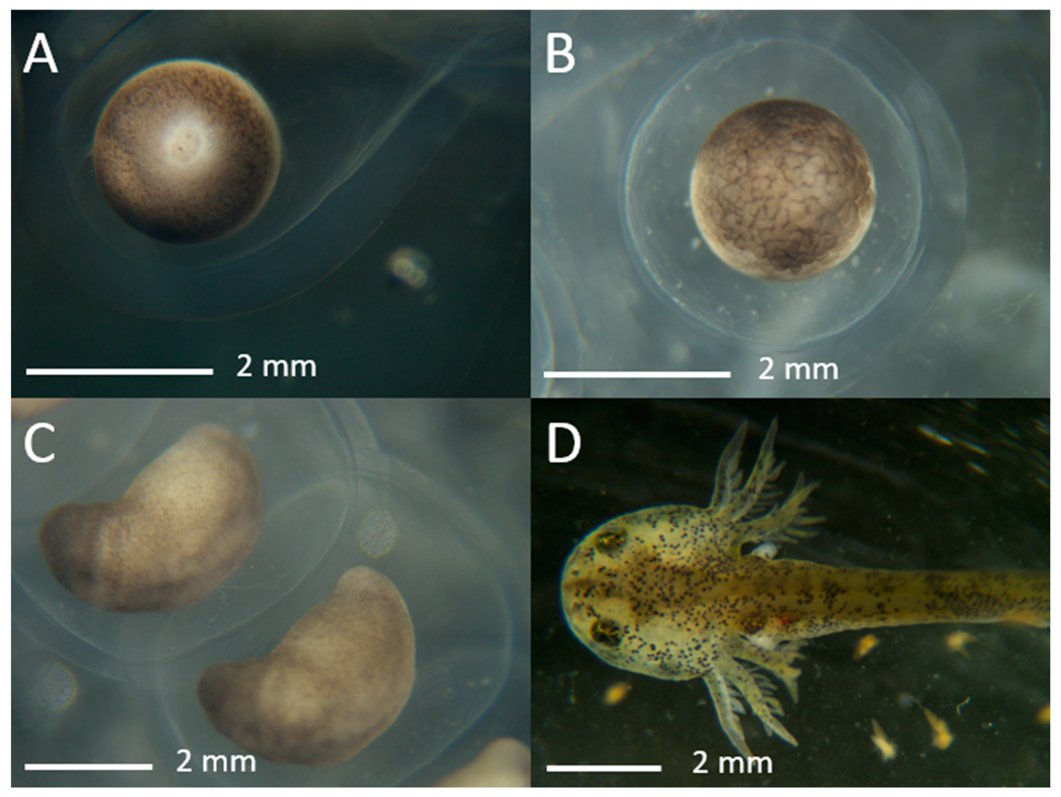 Animals 14 00206 g002