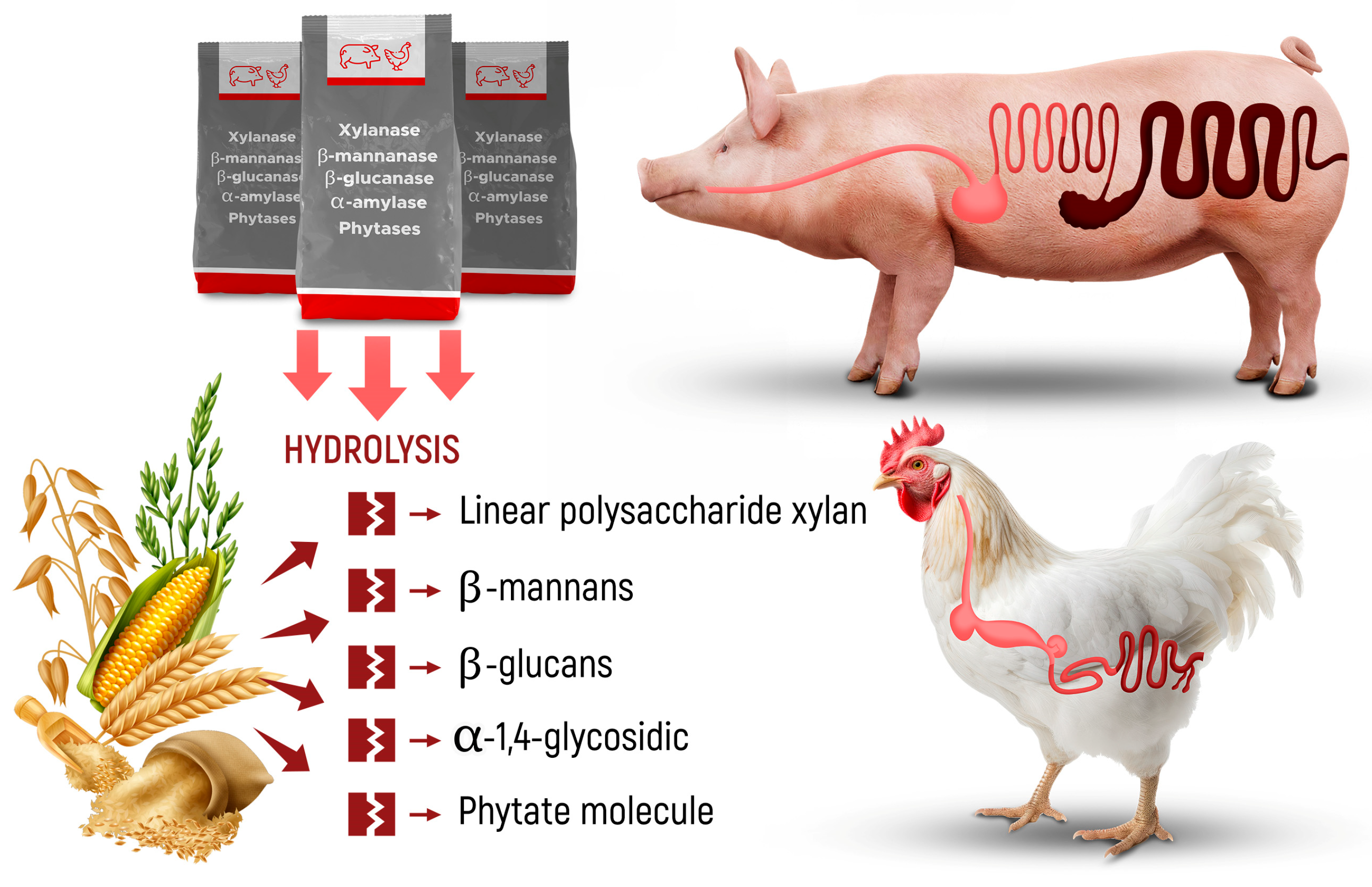 Animals 14 00226 g001 Animals 14 00226 g001