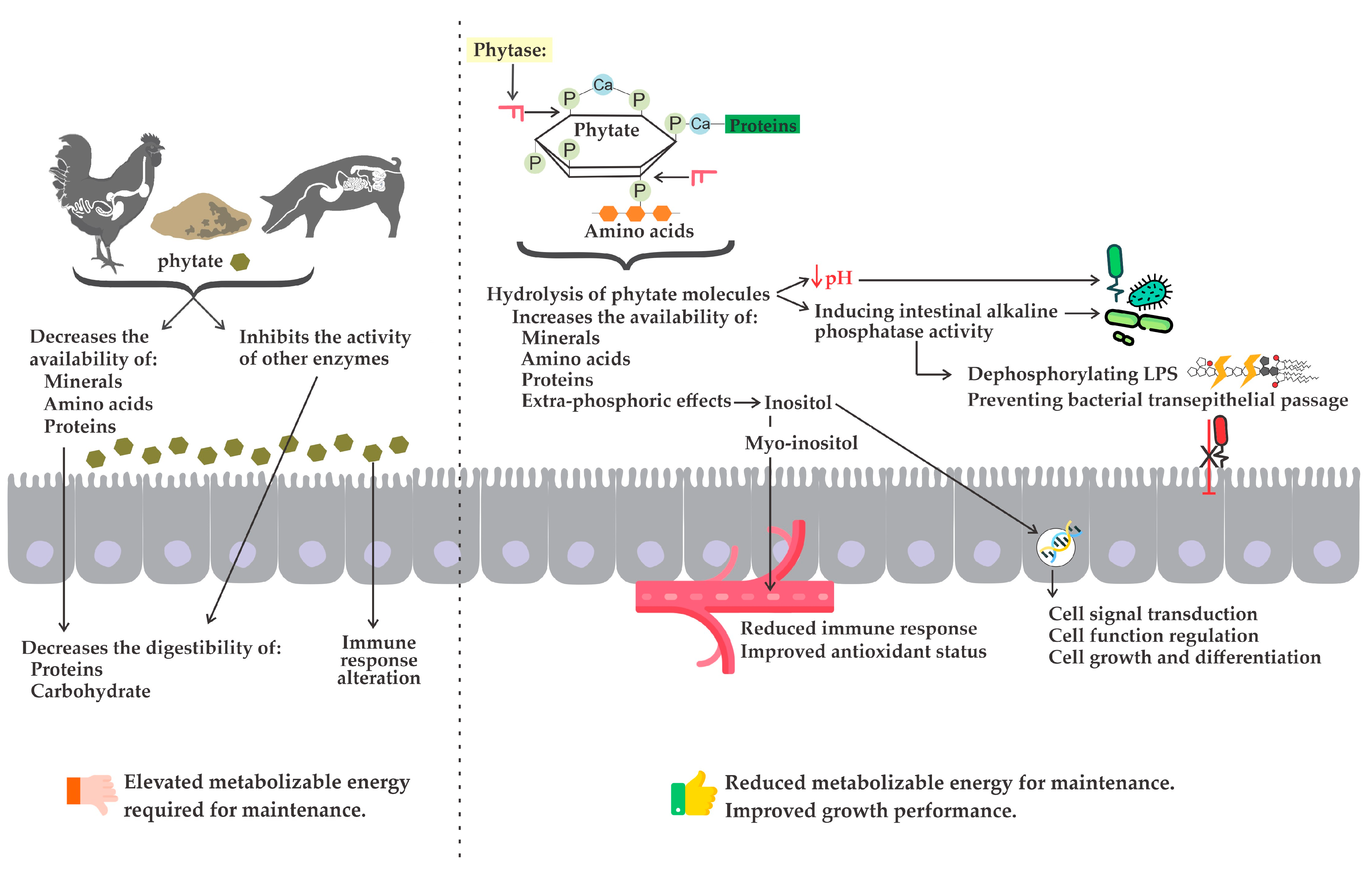 Animals 14 00226 g003 Animals 14 00226 g003