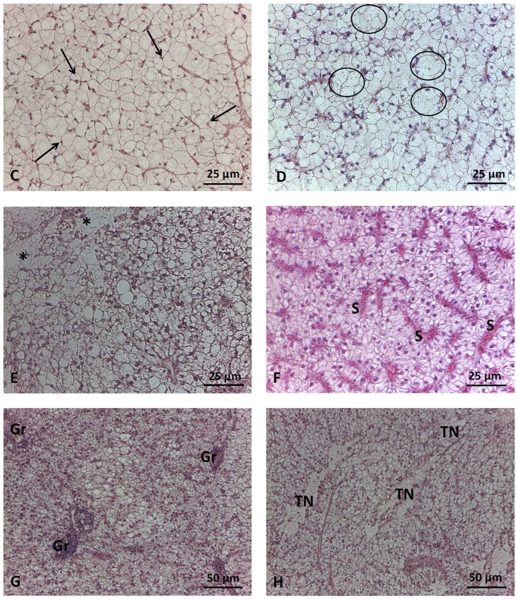 Animals 14 00241 g002b Animals 14 00241 g002b