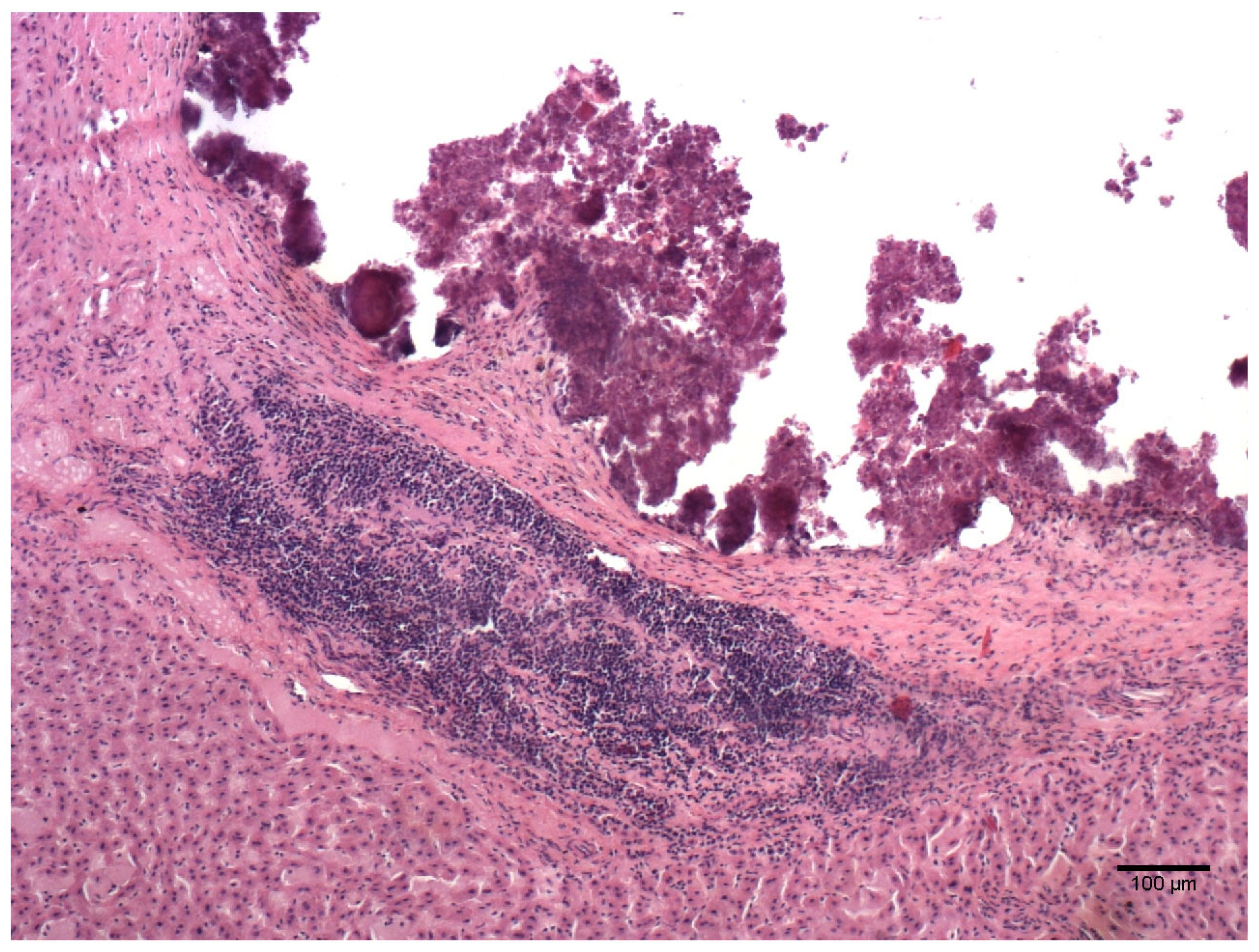 Animals 14 00245 g001