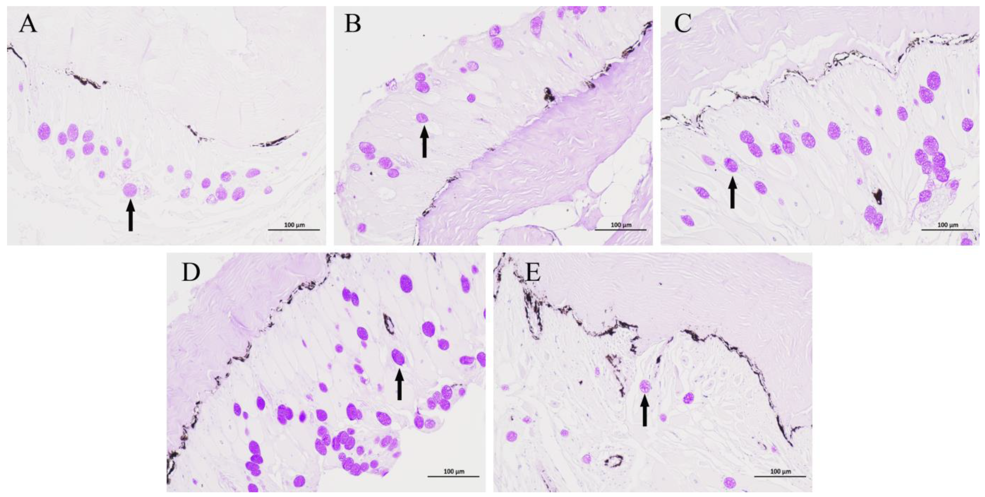 Animals 14 00246 g001