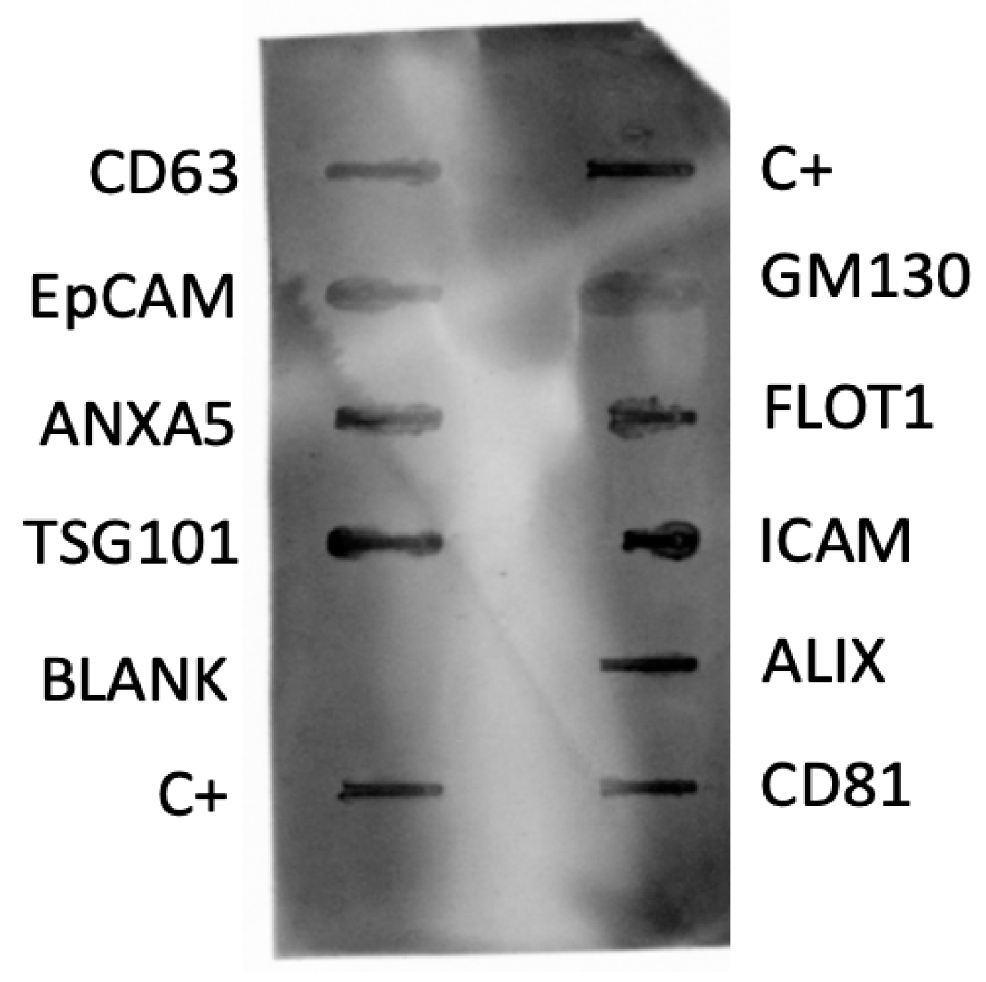 Animals 14 00252 g001 Animals 14 00252 g001