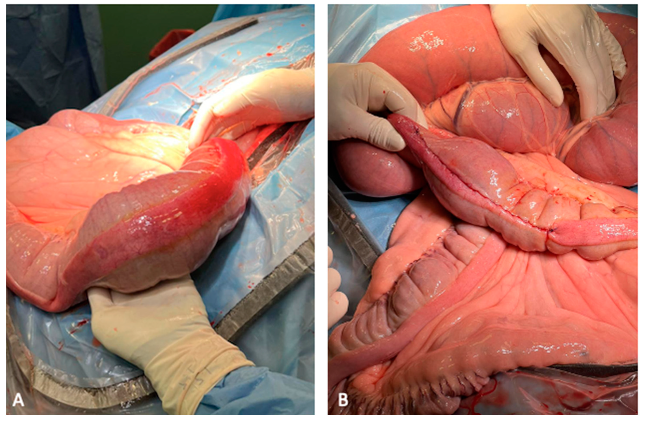 Animals 14 00262 g001