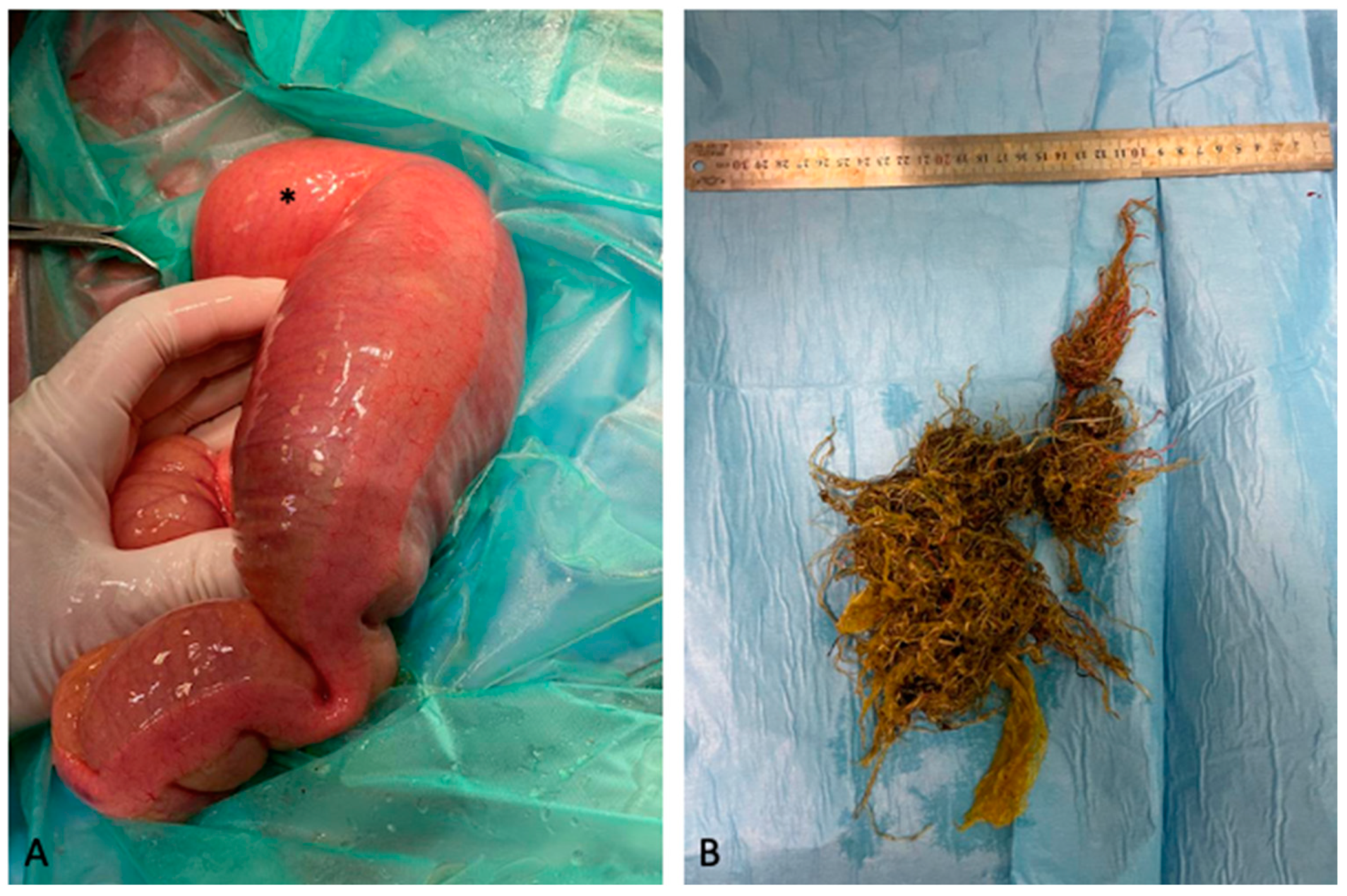 Animals 14 00262 g002