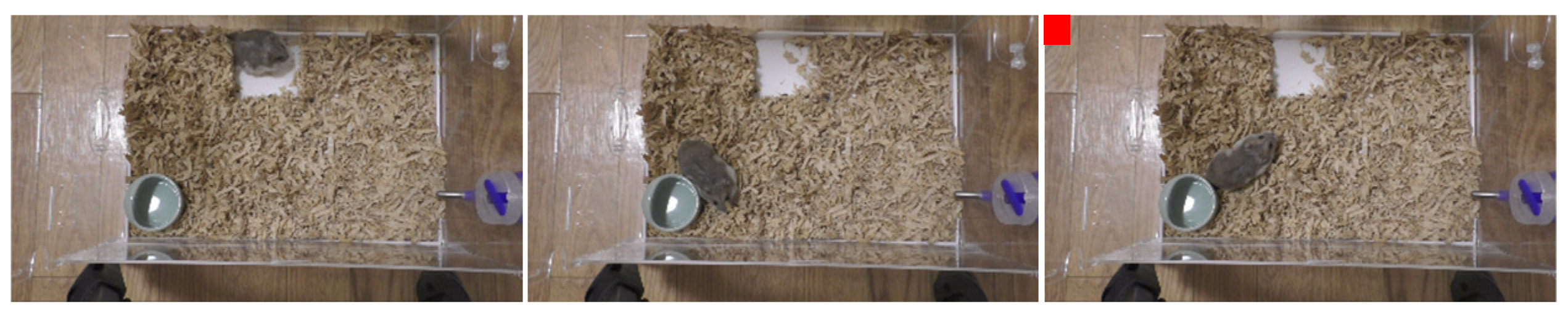 Animals 14 00281 g005