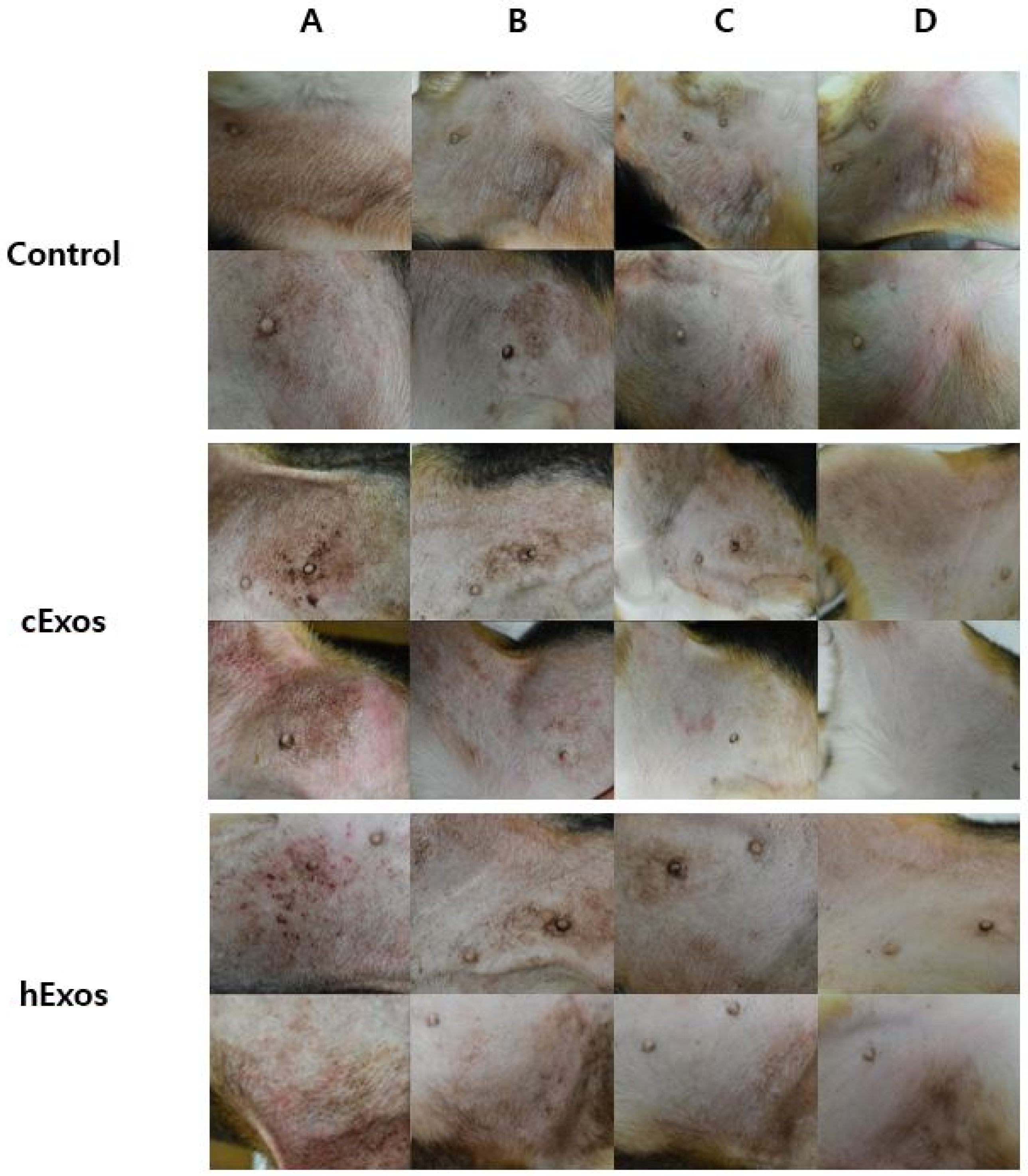 Animals 14 00282 g002