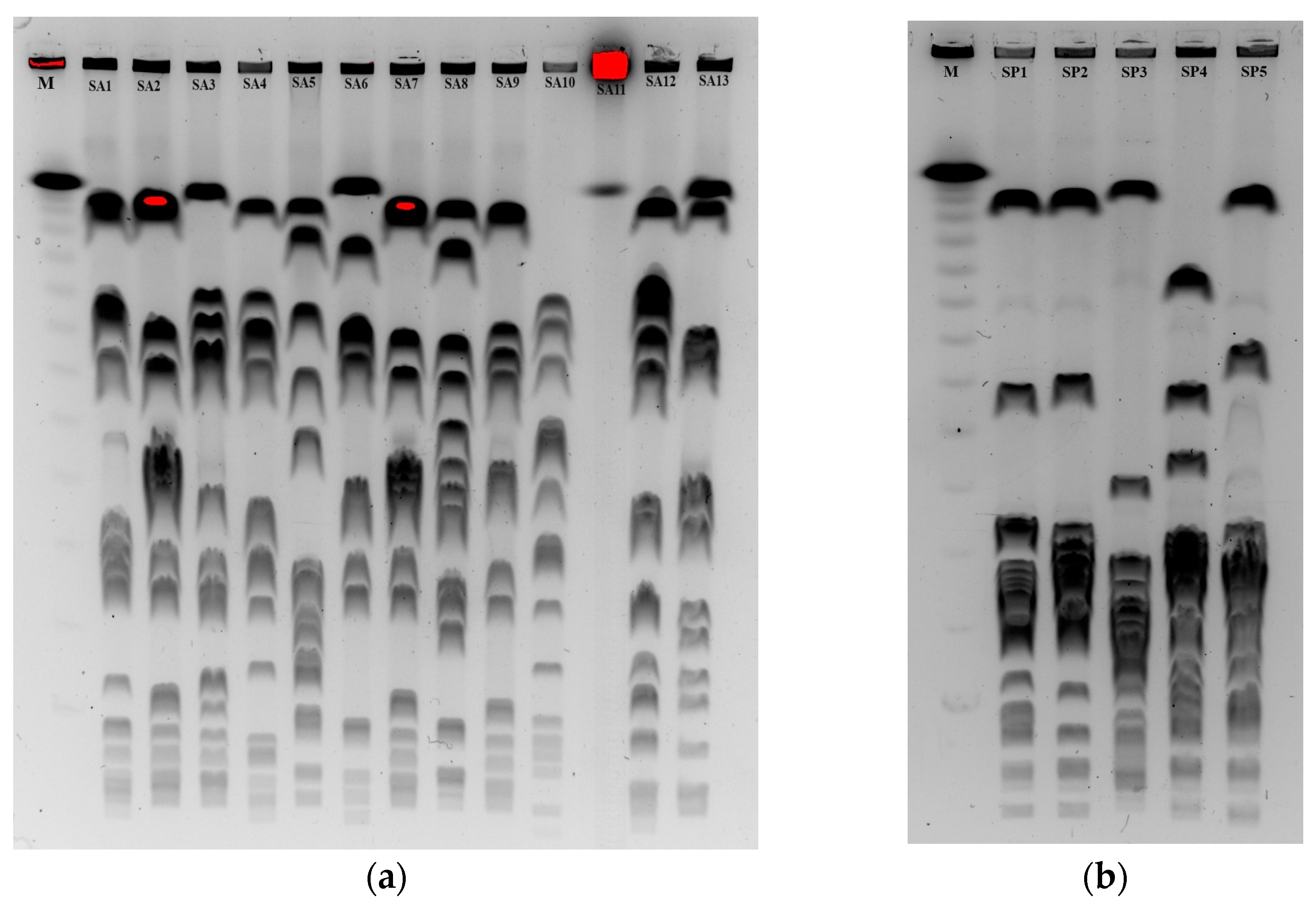 Animals 14 00295 g002 Animals 14 00295 g002