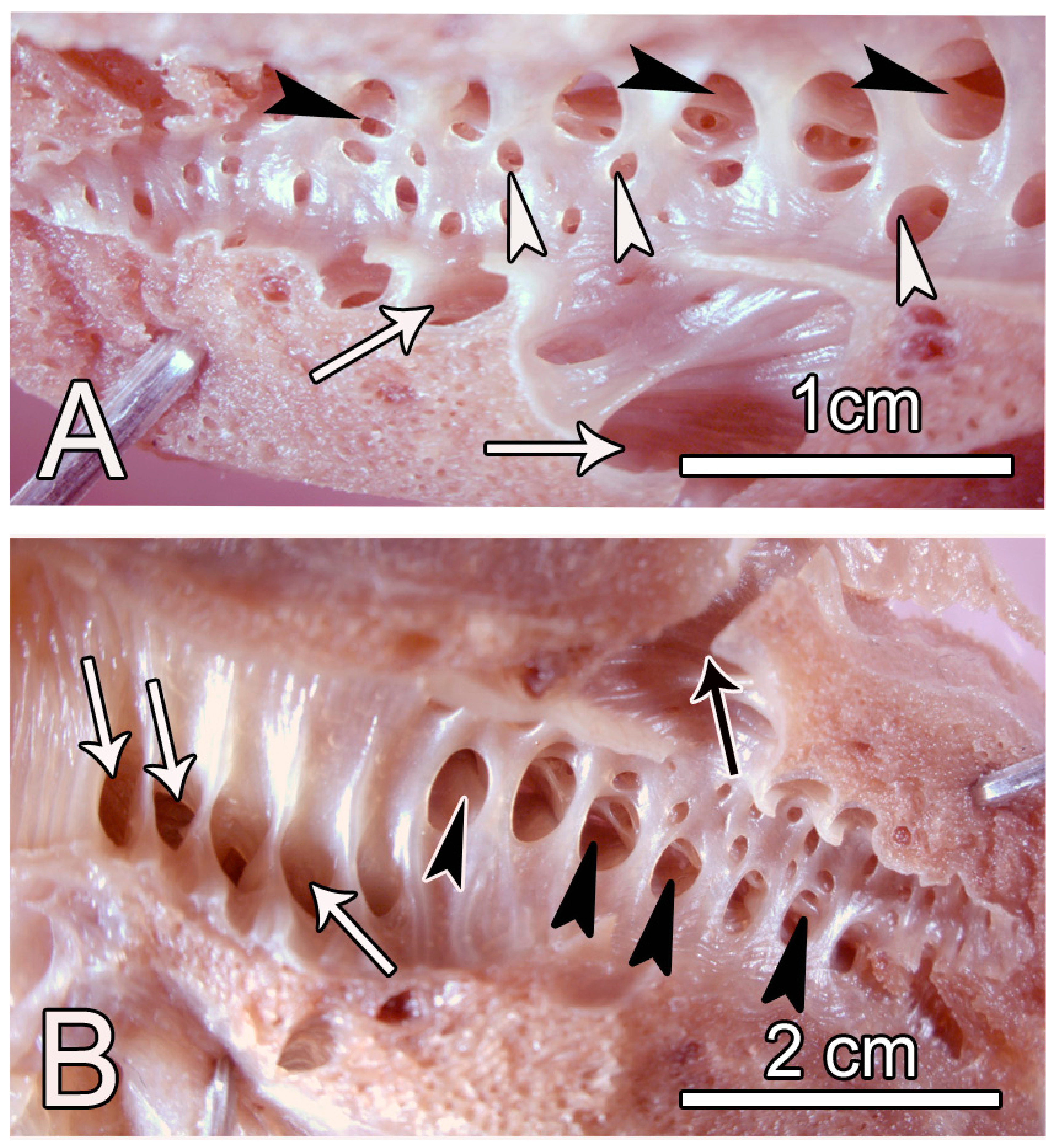 Animals 14 00316 g004